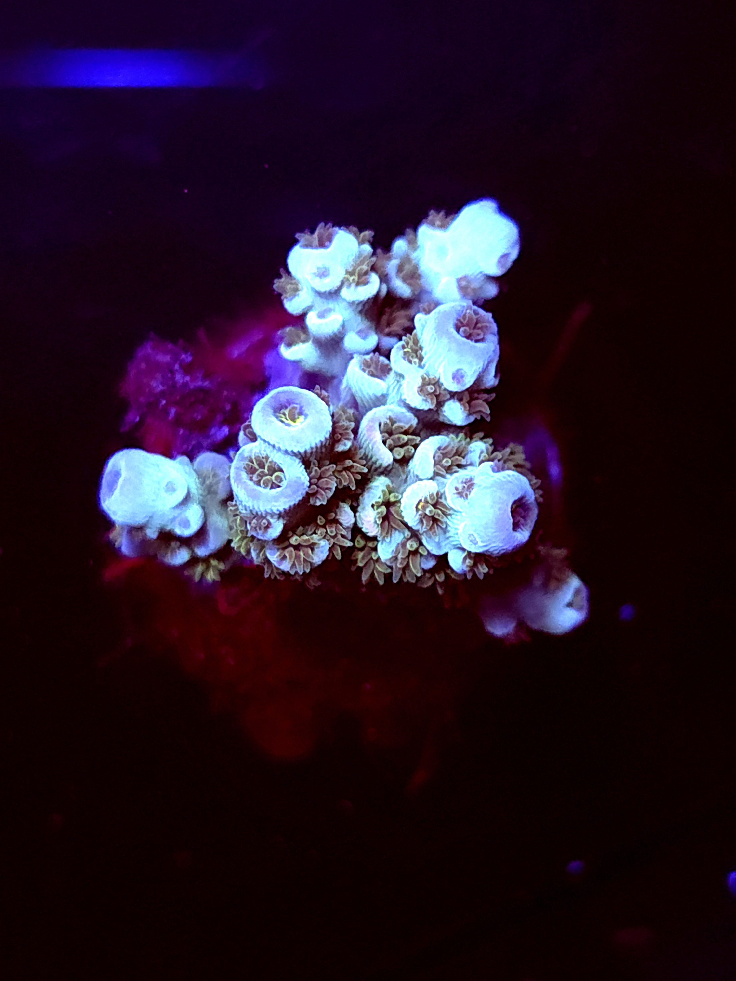 SBB "Mystery Signature" Acro Medium Multibranch