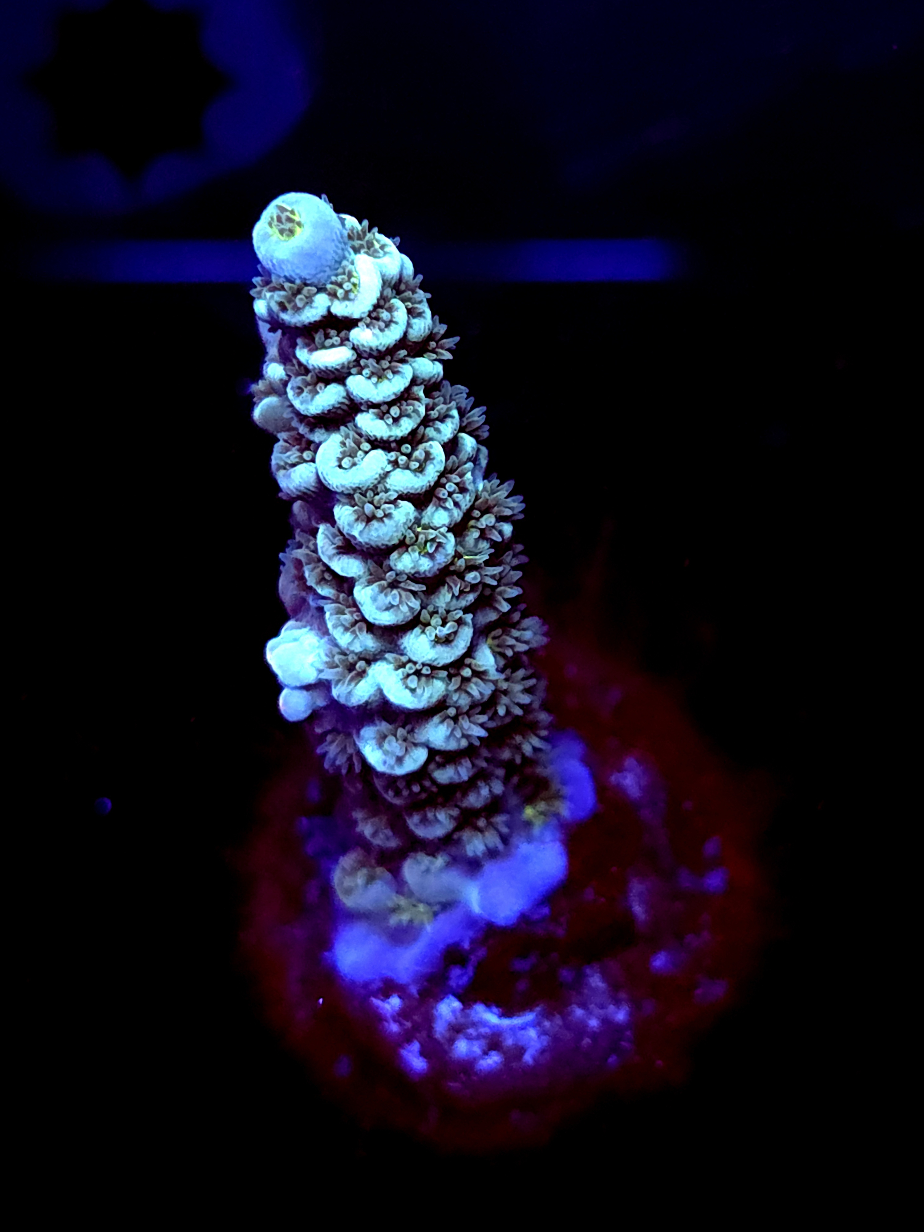 SBB "Savage Maniac" Acro Medium Branch