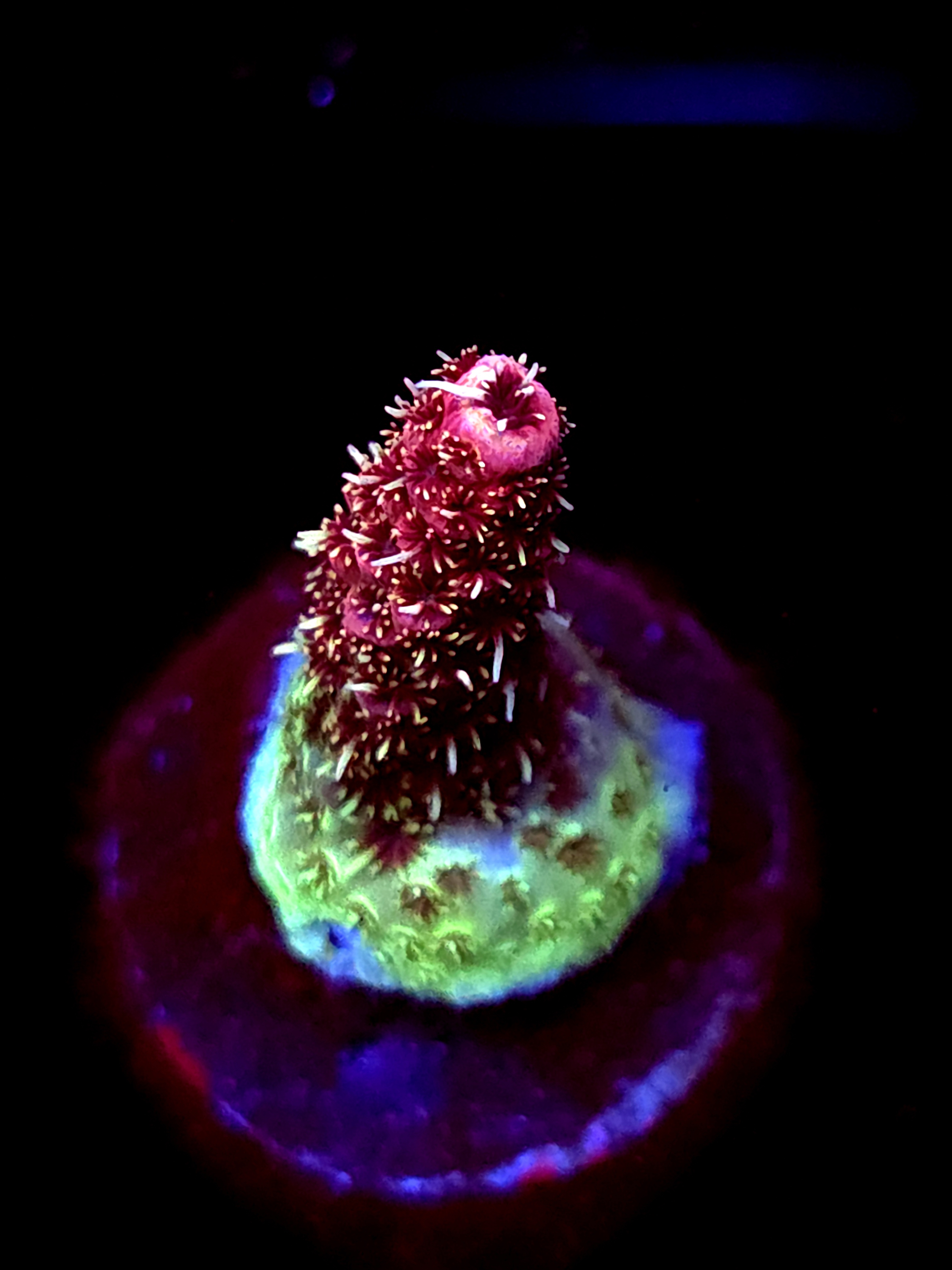 SBB "Pure Flare" Acro Medium Branch