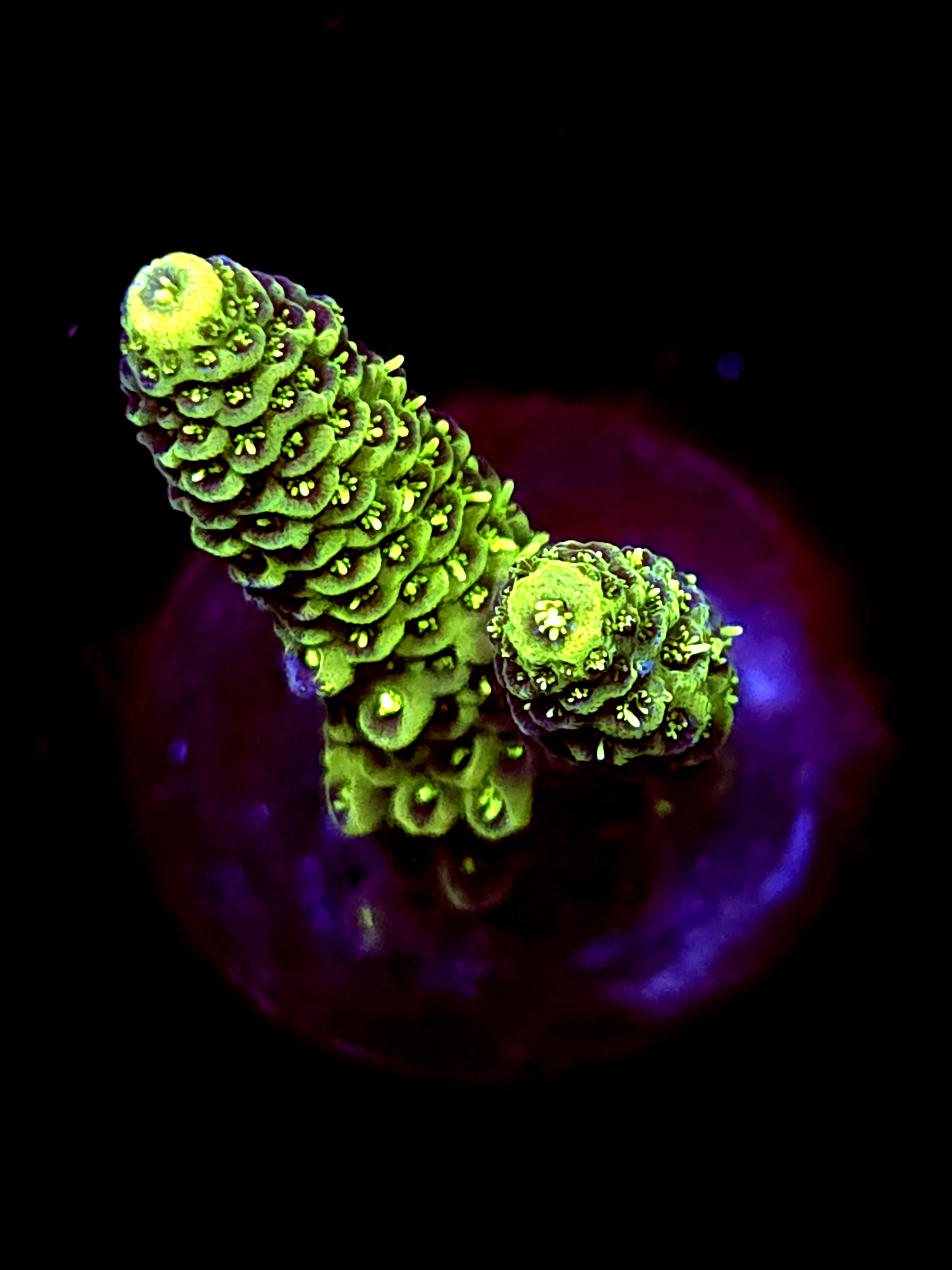 SBB "Voltage Fang" Acro Medium 2 Branch