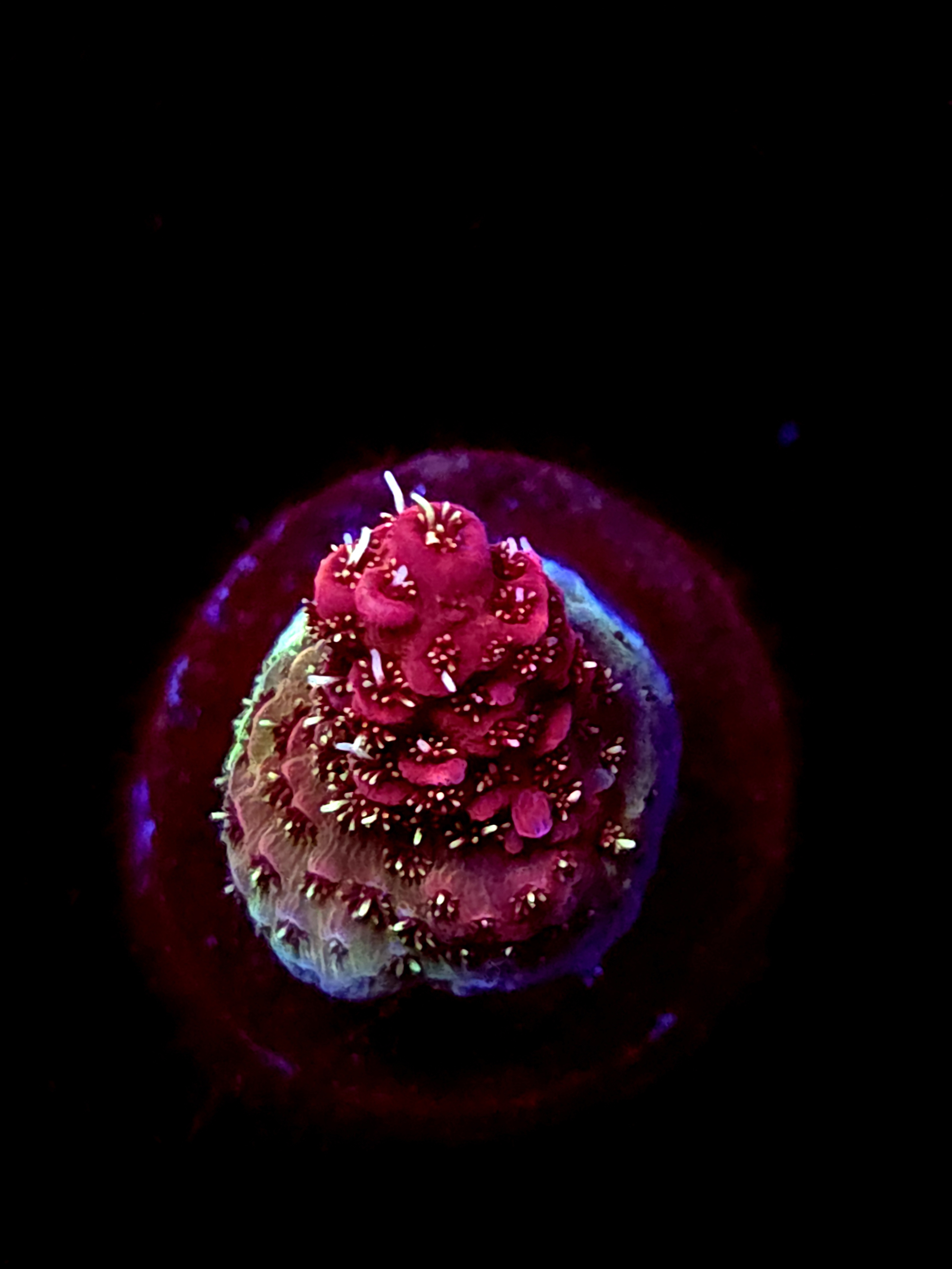 SBB "Pyro Flare" Acro Small Branch