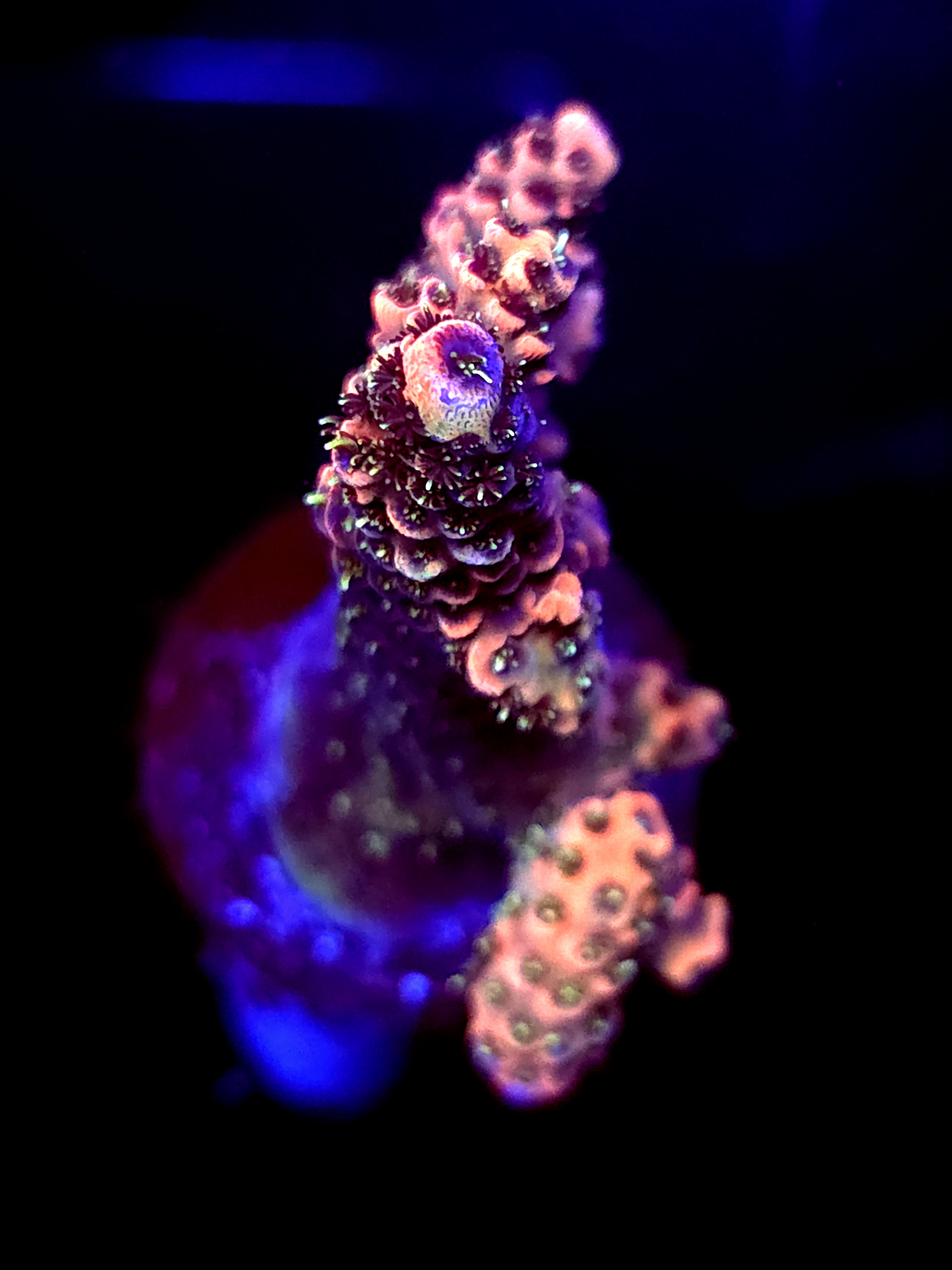 SBB "Nebula Fang" Acro Medium Multibranch