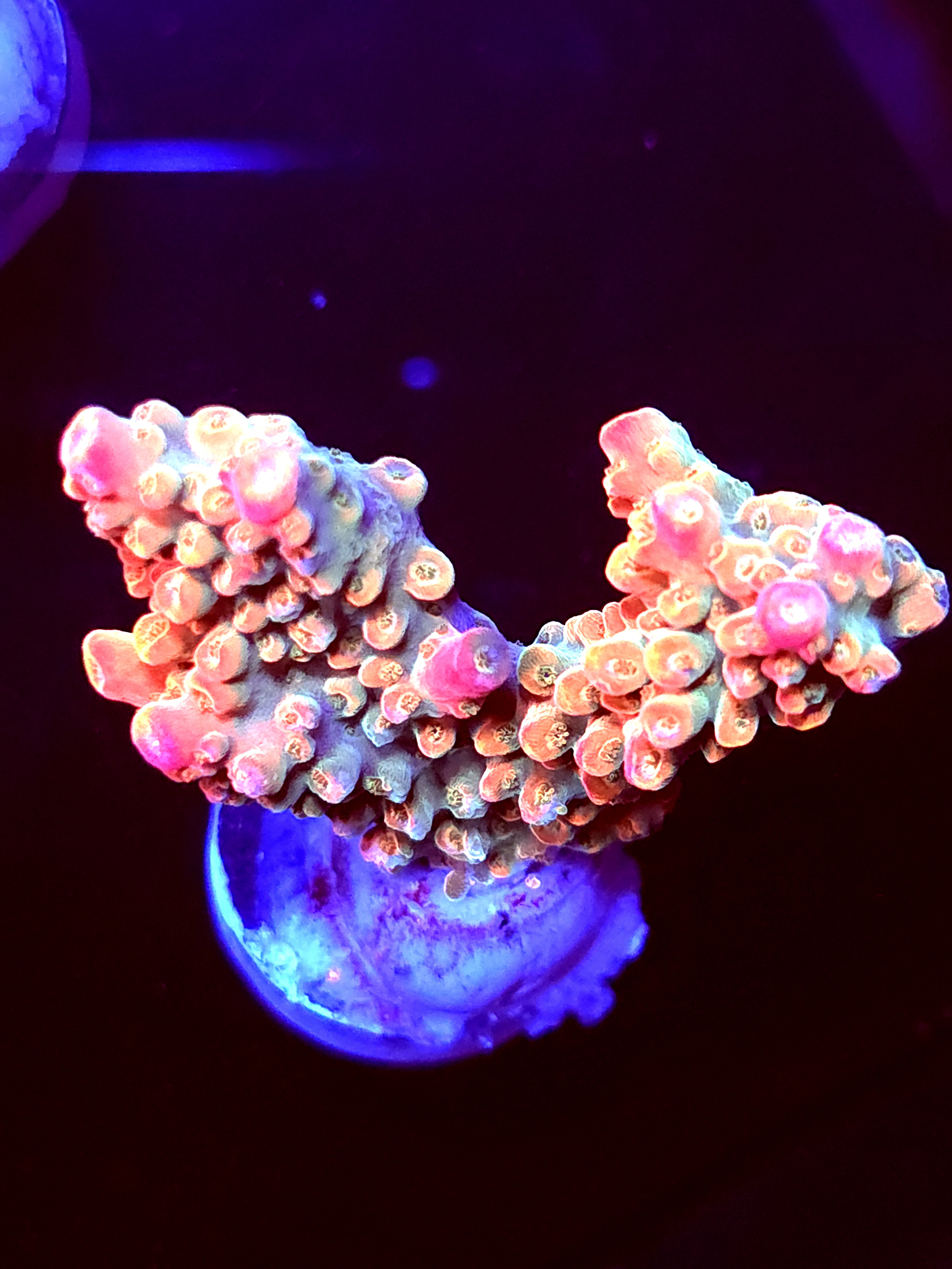 SBB "Afterburner" Acro Large 2 Branch