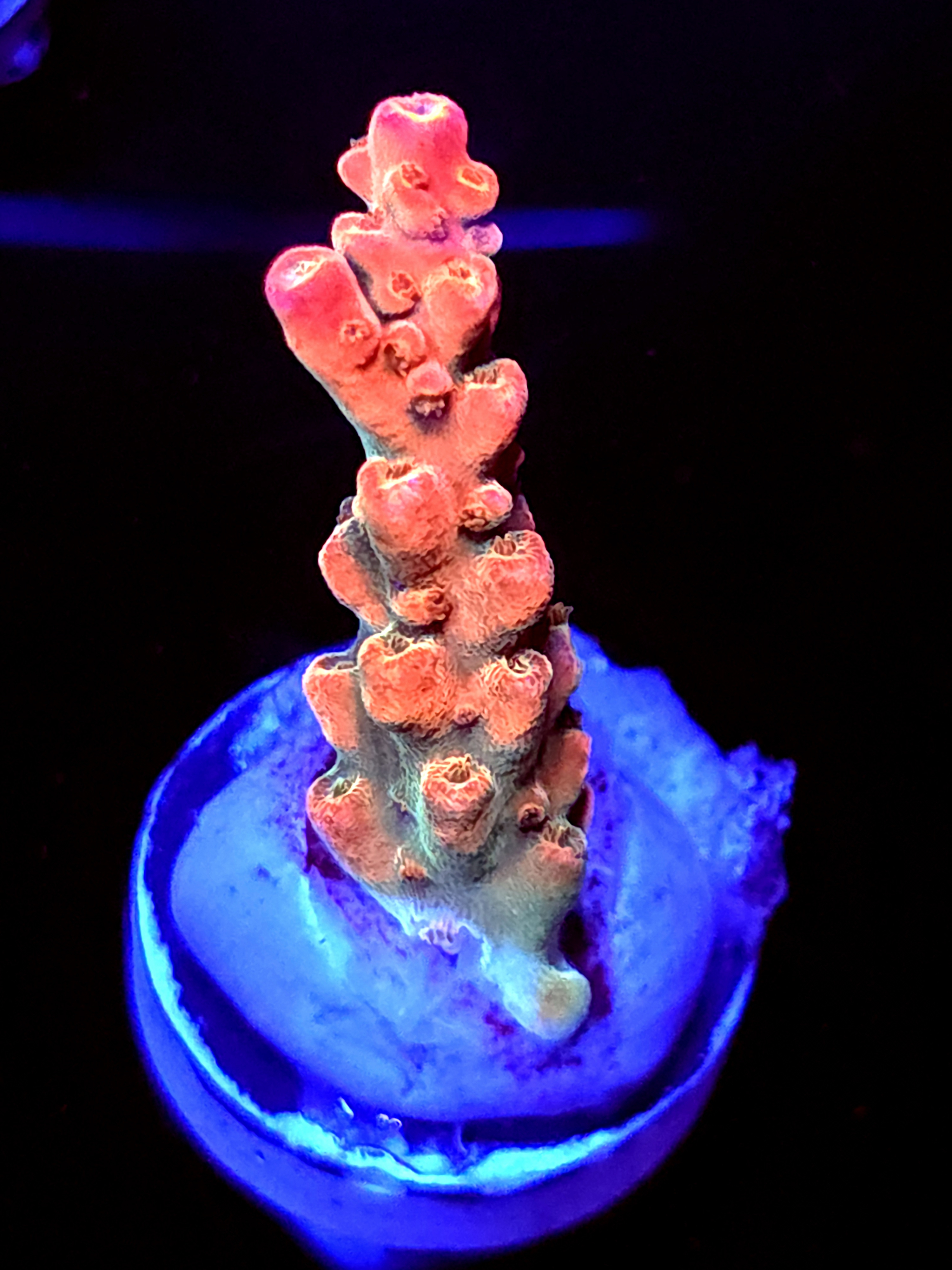 SBB "Afterburner" Acro Medium Branch