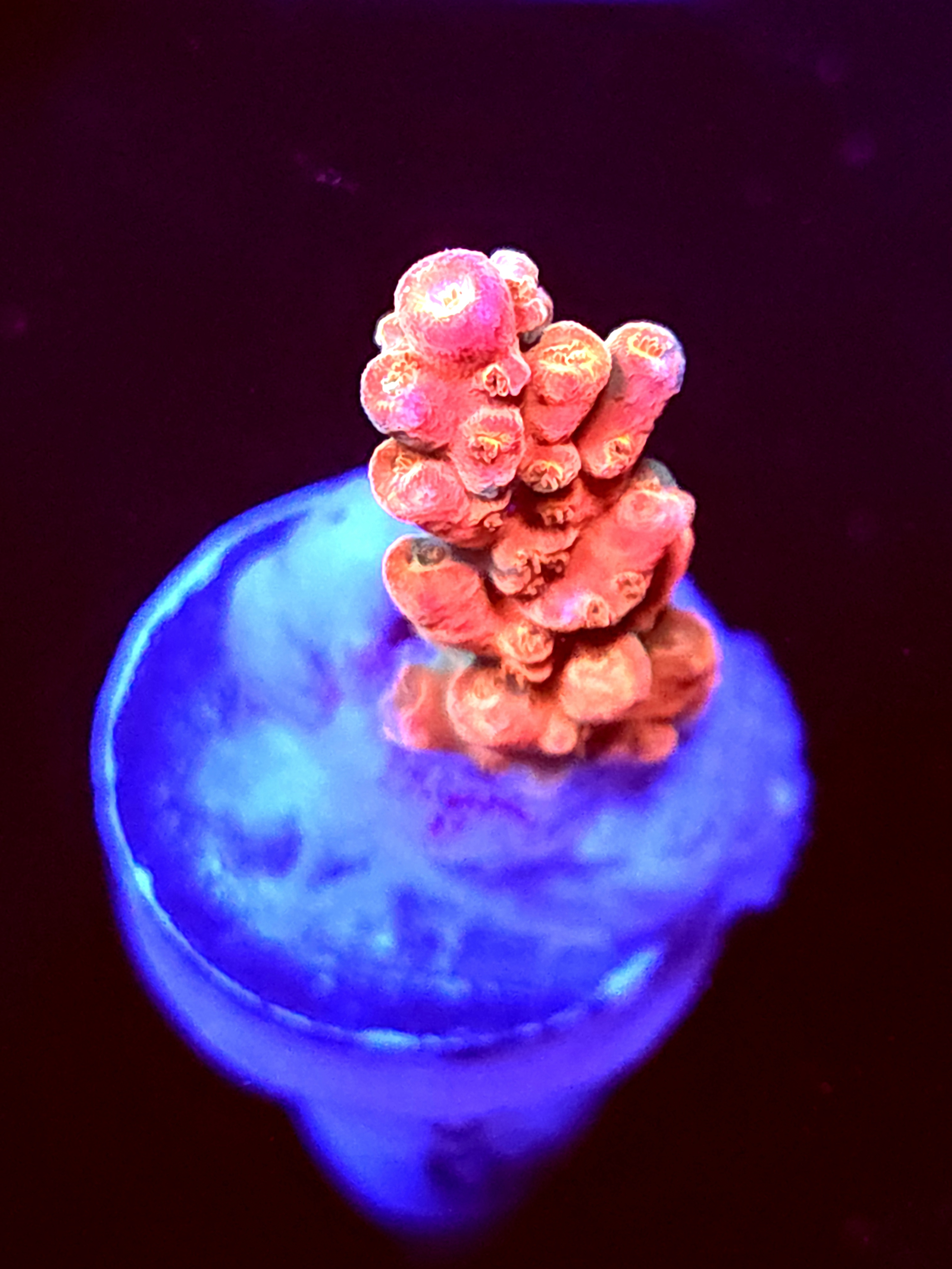 SBB "Afterburner" Acro Small Branch