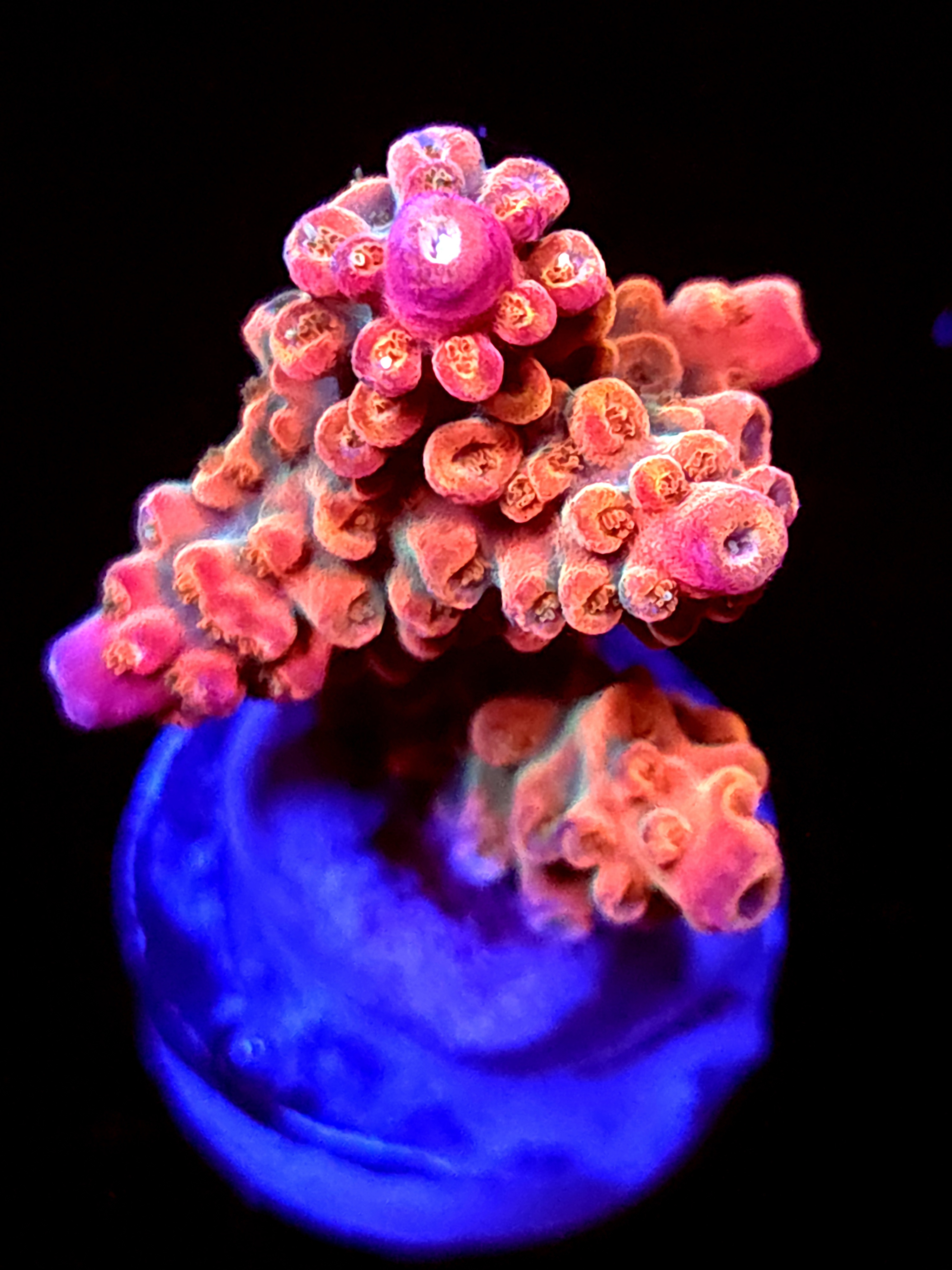 SBB "Mystery Signature" Acro Medium 2 Branch