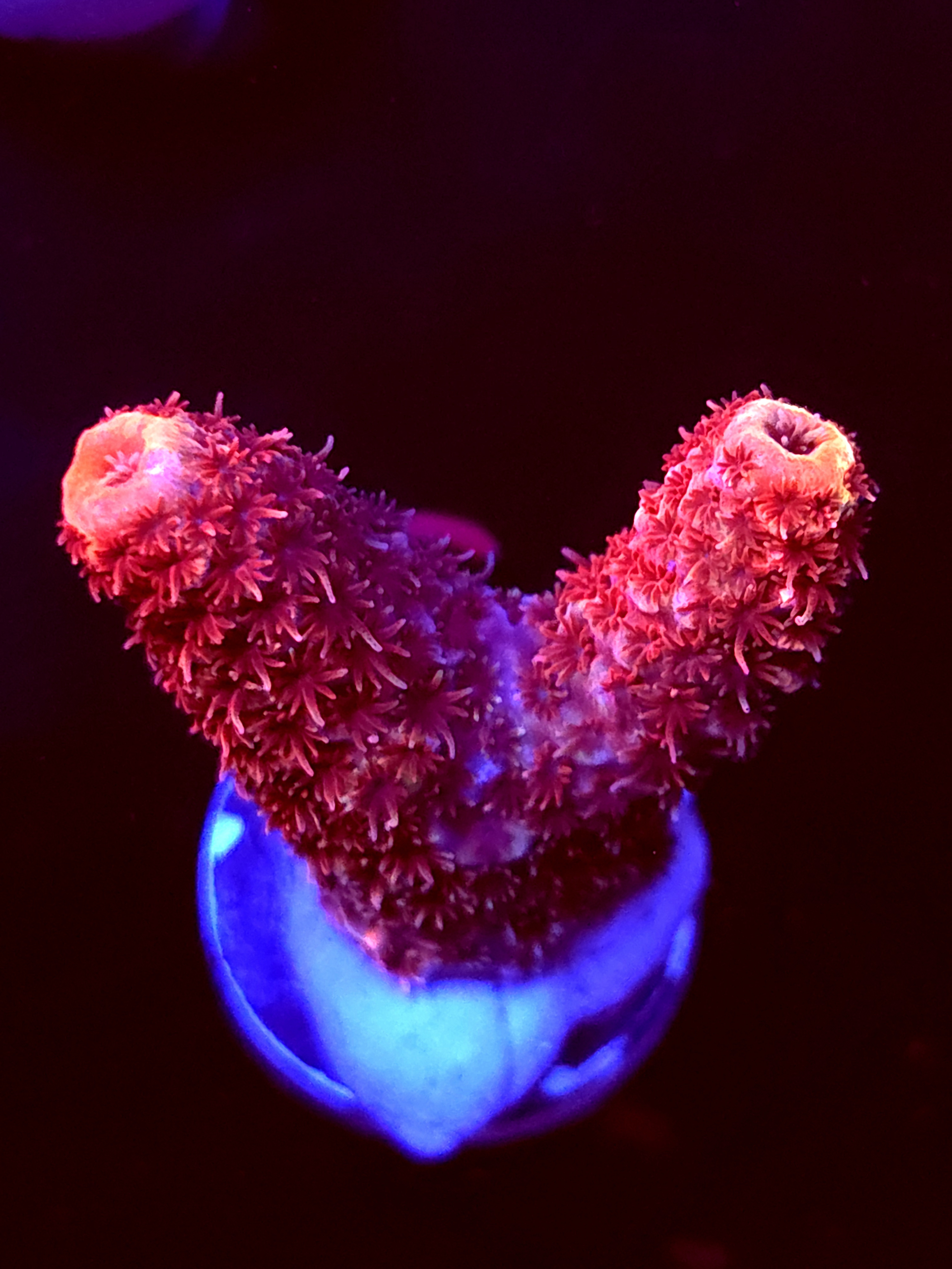 SBB "Ruby Static" Acro Medium 2 Branch