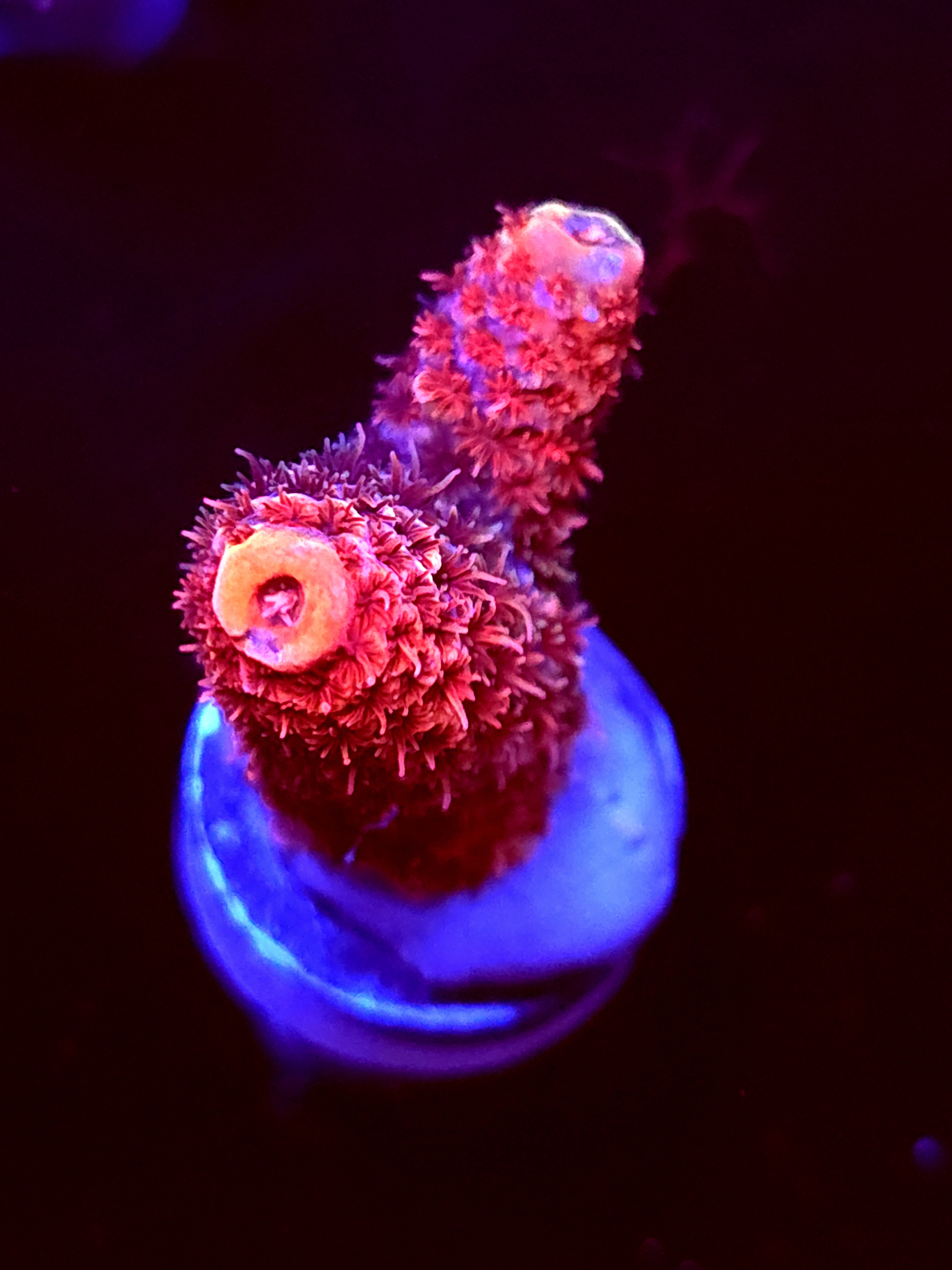 SBB "Ruby Static" Acro Medium 2 Branch