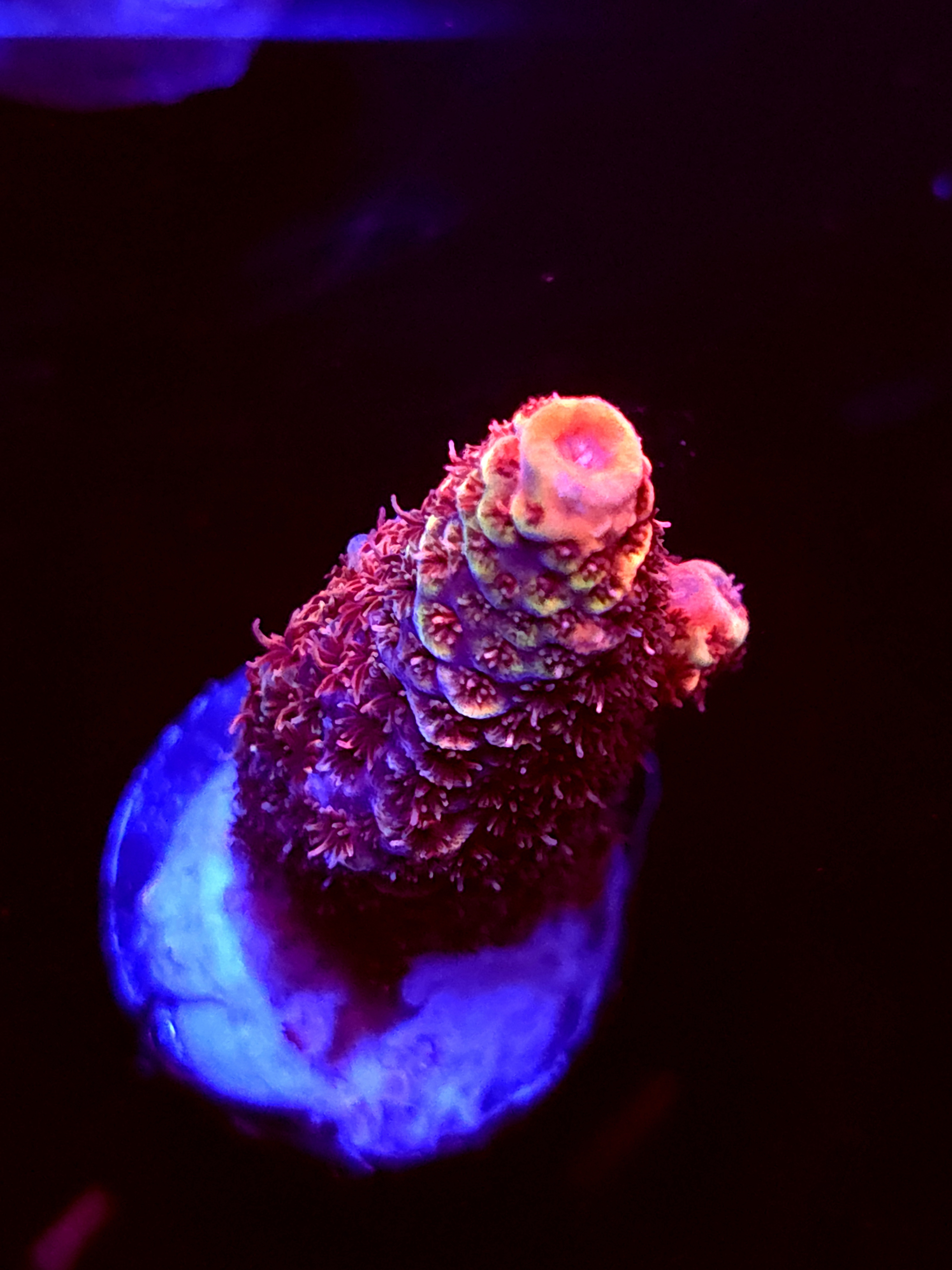 SBB "Ruby Static" Acro Medium Branch