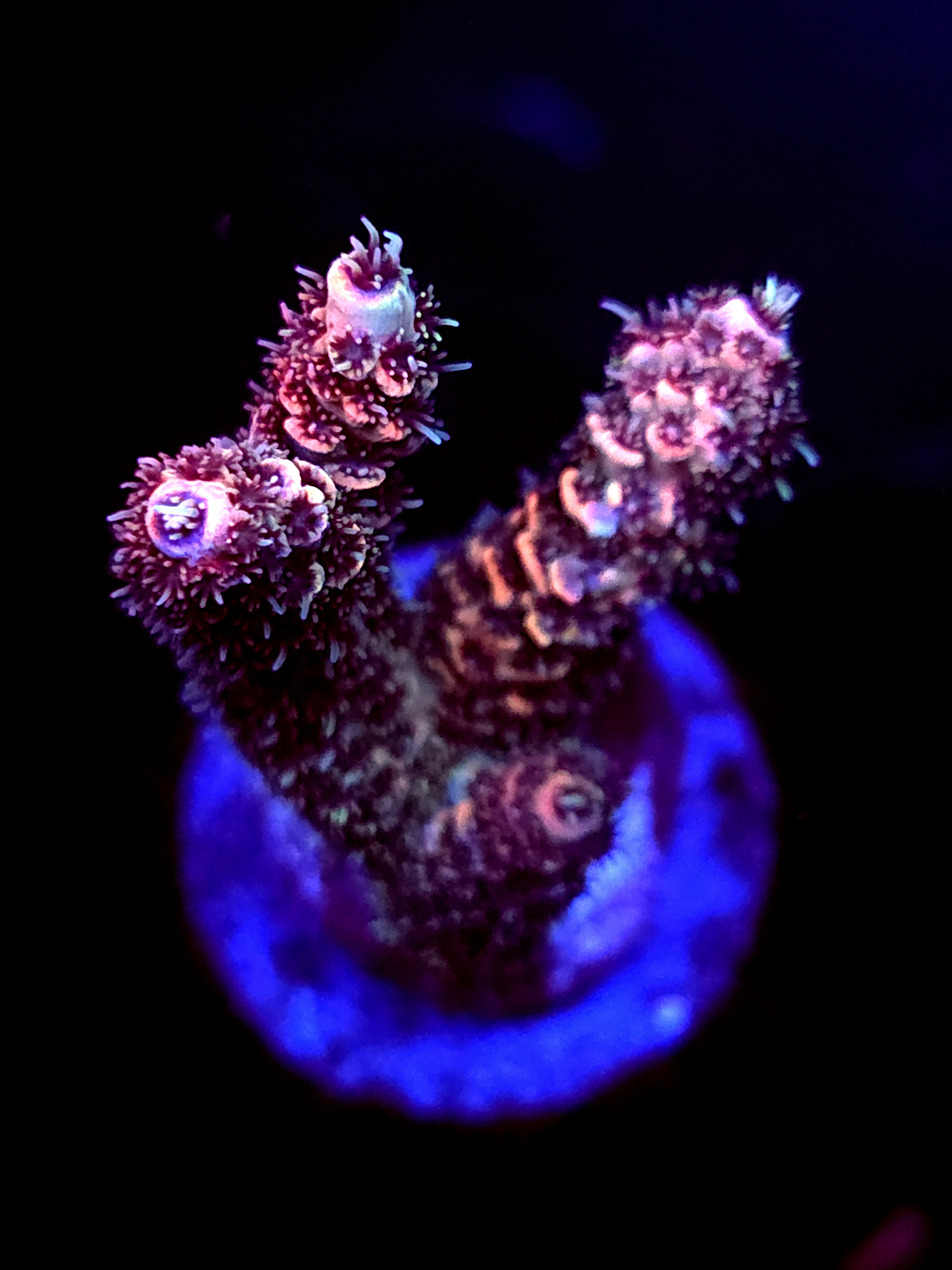 SBB "Ocean Fans" Acro Medium Multibranch