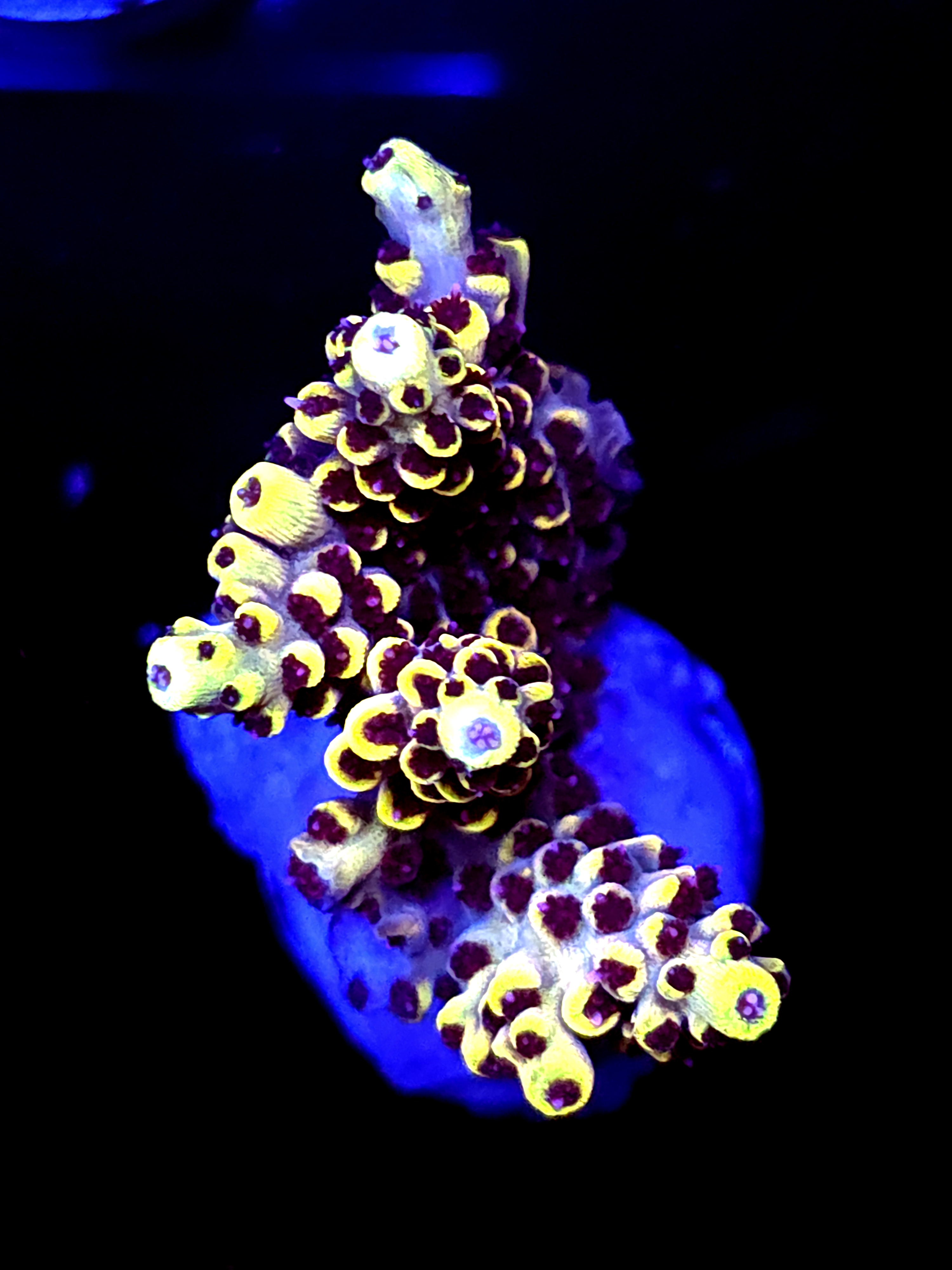 SBB "Mystery Signature" Acro Large Multibranch