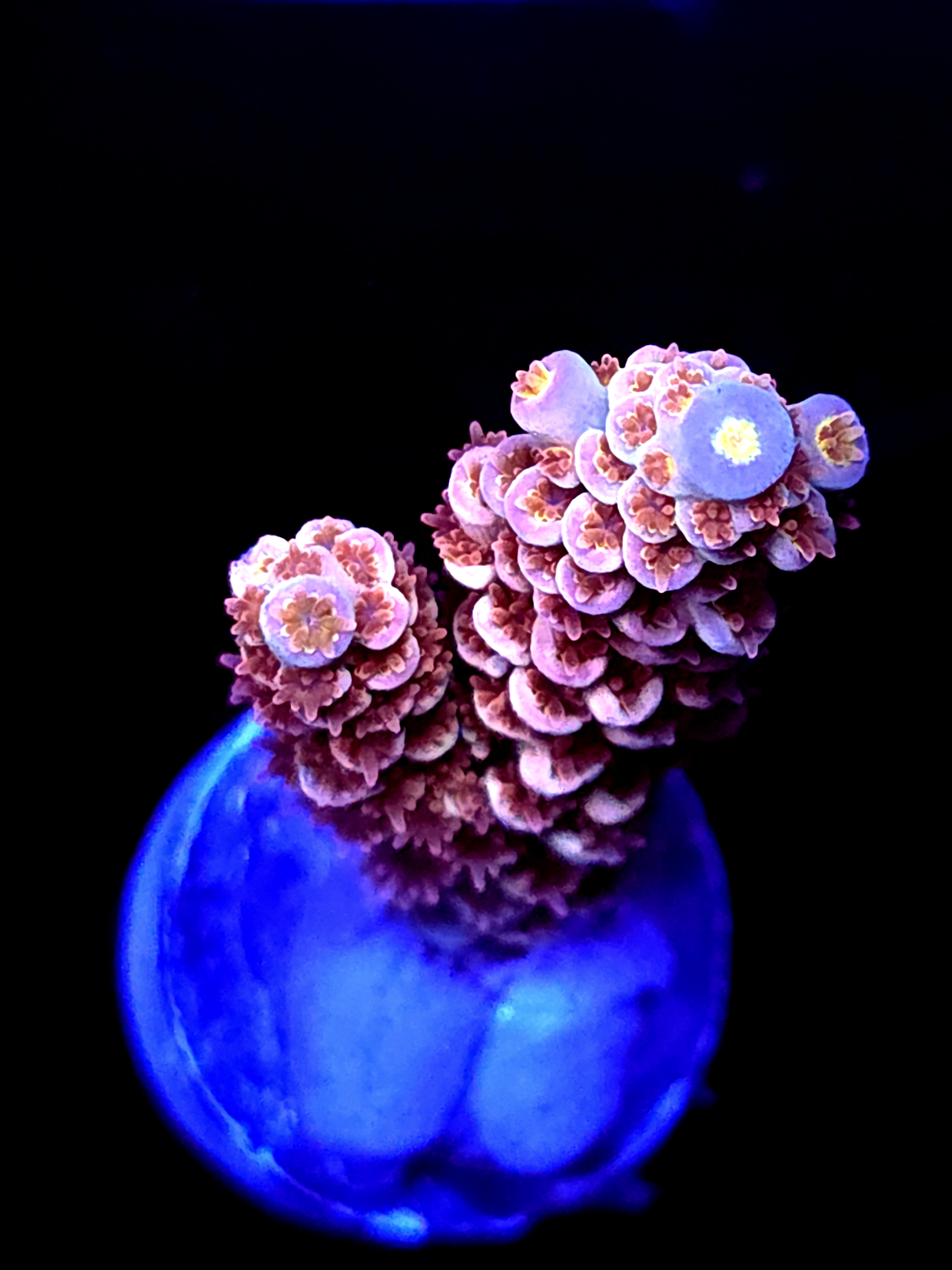 SBB "Particle" Acro Medium 2 Branch