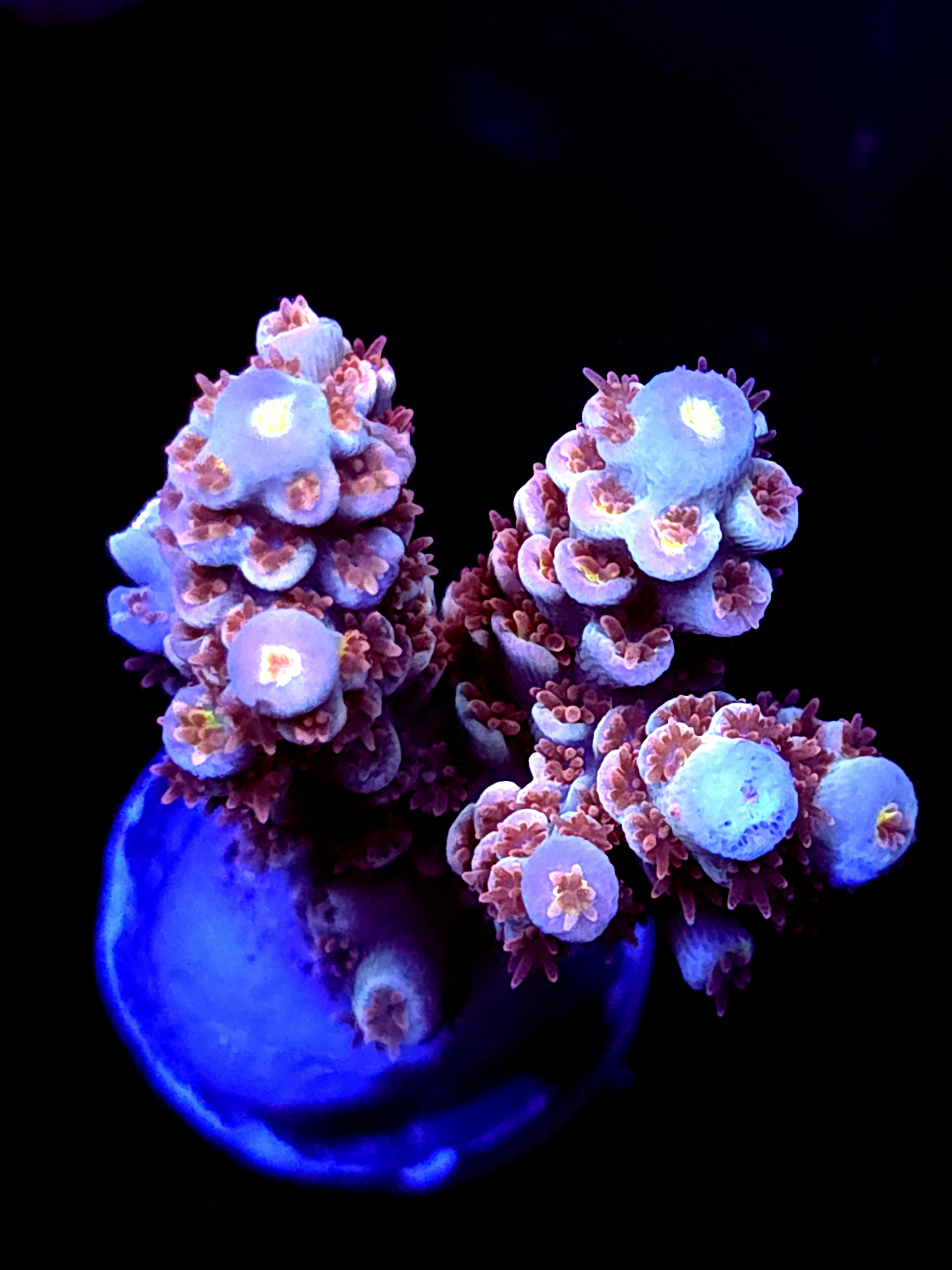 SBB "Particle" Acro Large Multibranch