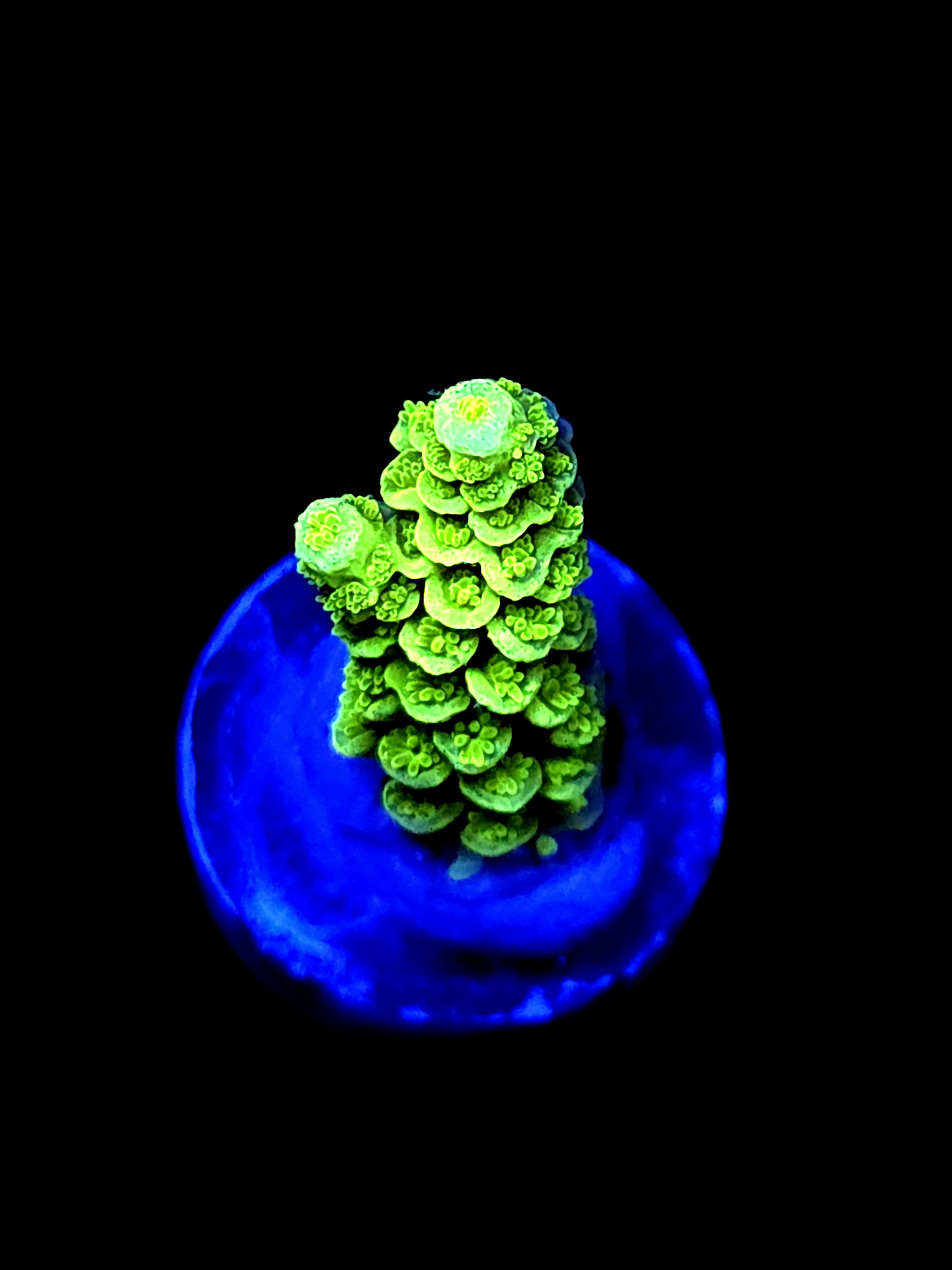 SBB "Hyper Cell" Acro Small Branch