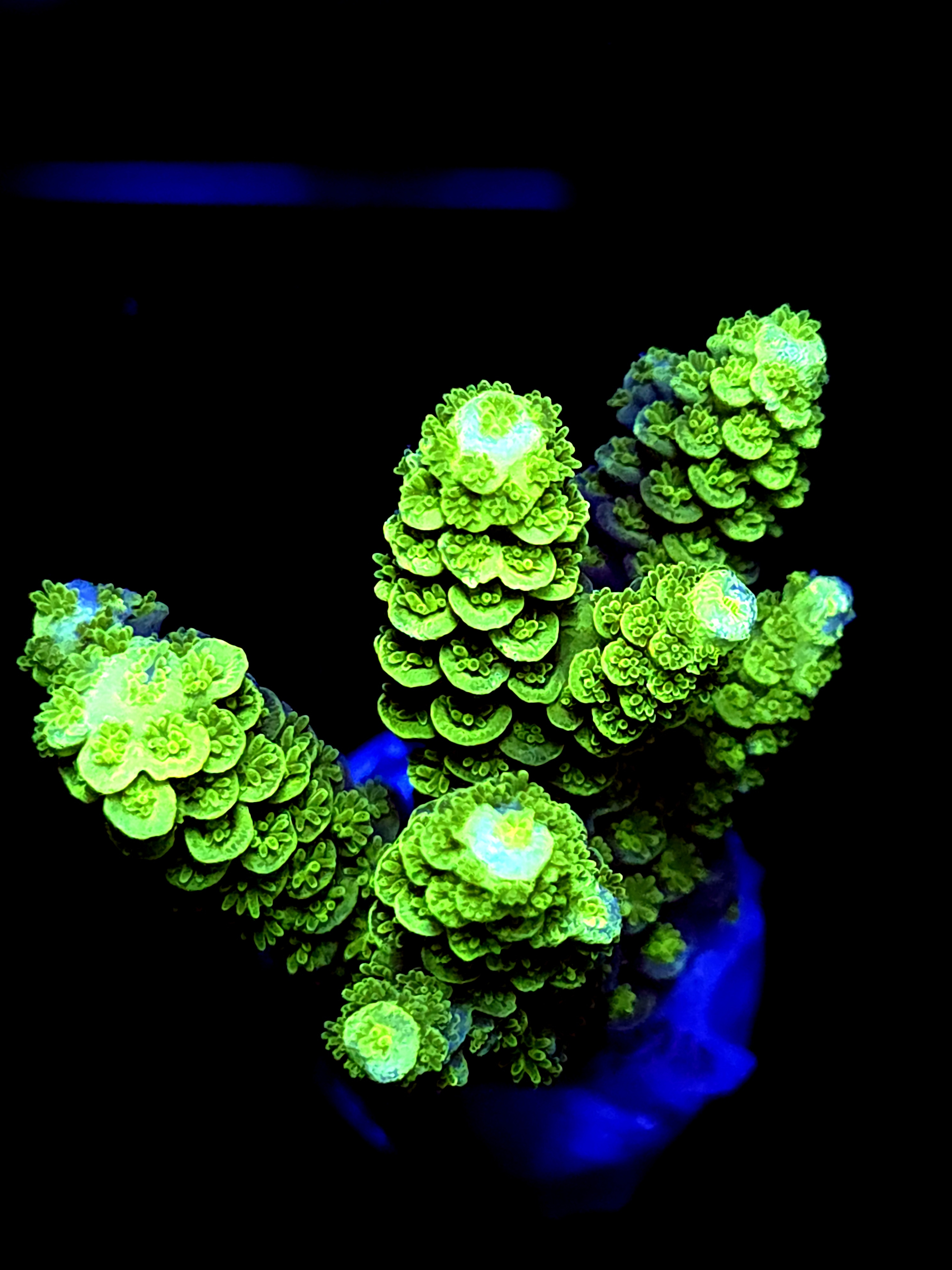 SBB "Mystery Signature" Acro Large Multibranch