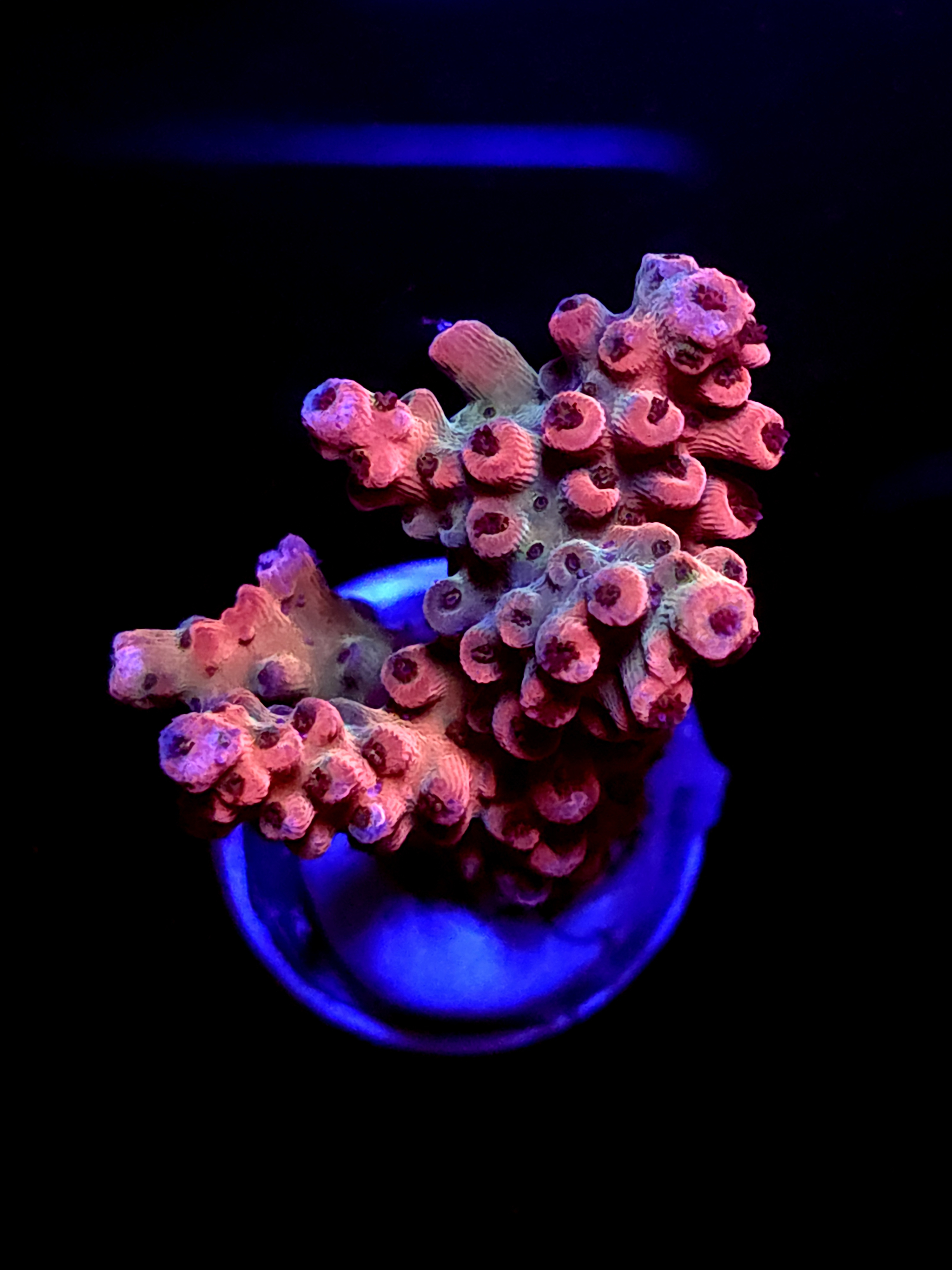 SBB "Old Glory" Acro Medium Multibranch