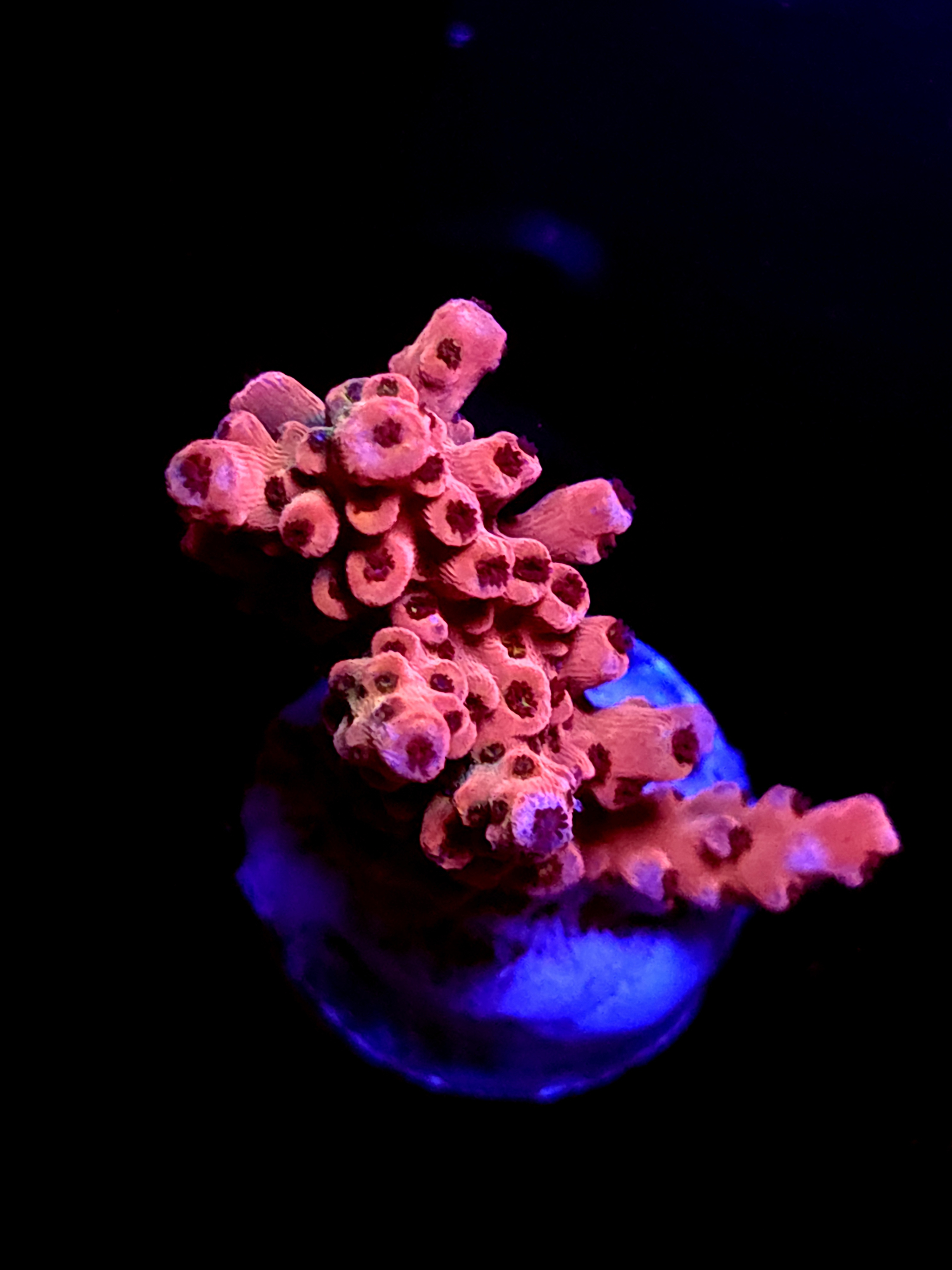 SBB "Old Glory" Acro Medium Multibranch