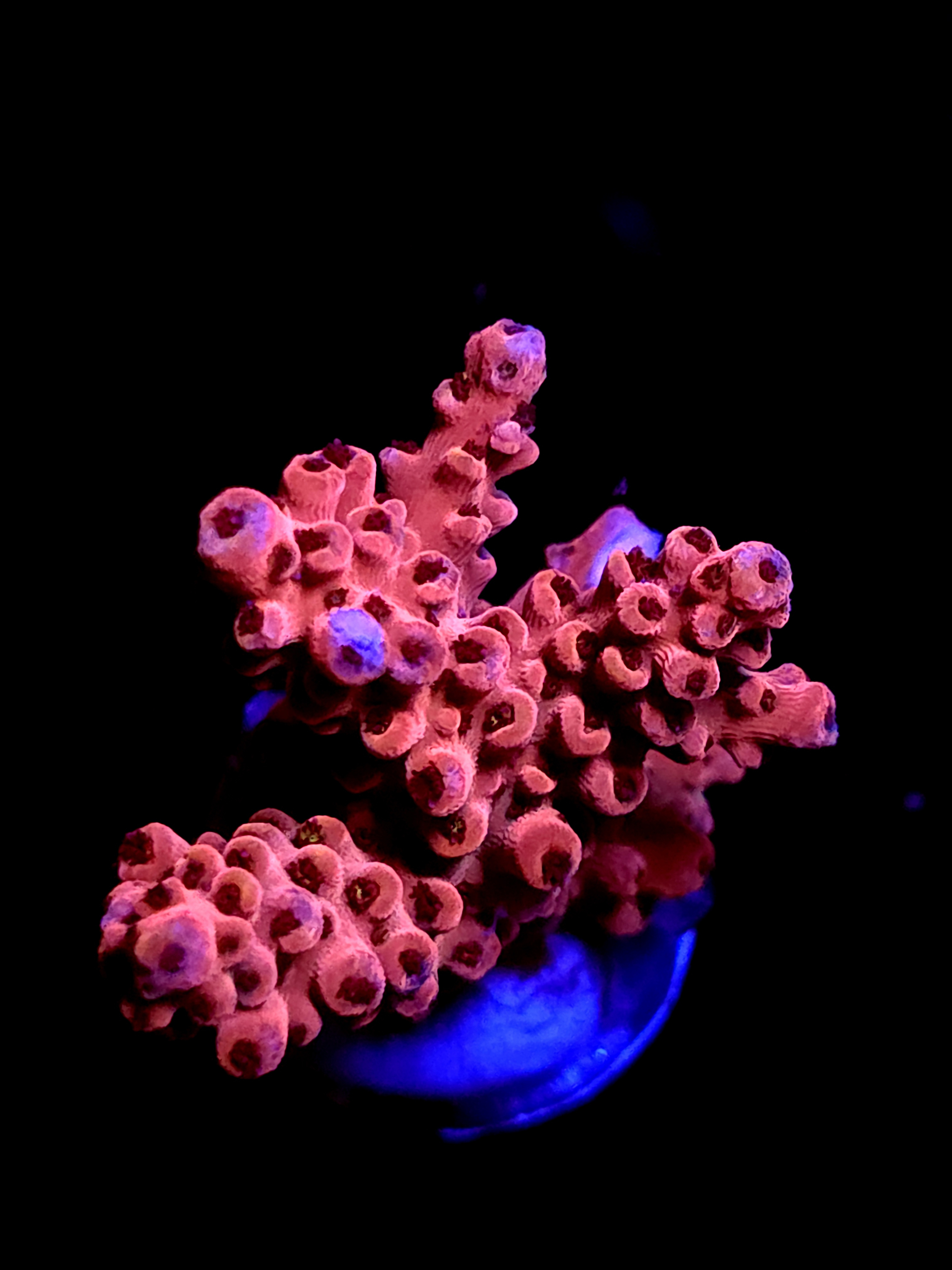 SBB "Old Glory" Acro Medium 3 Branch