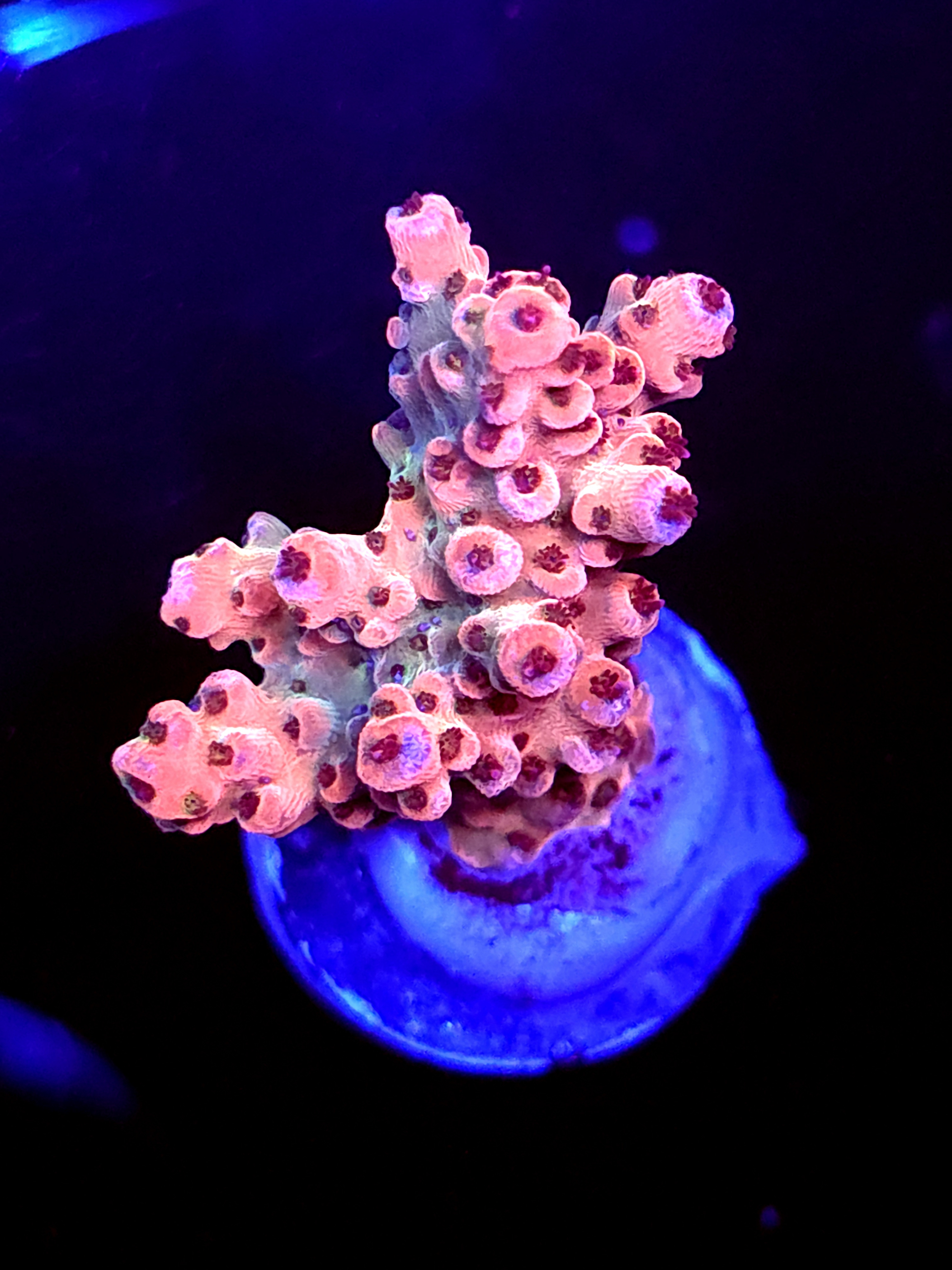 SBB "Old Glory" Acro Medium Branch