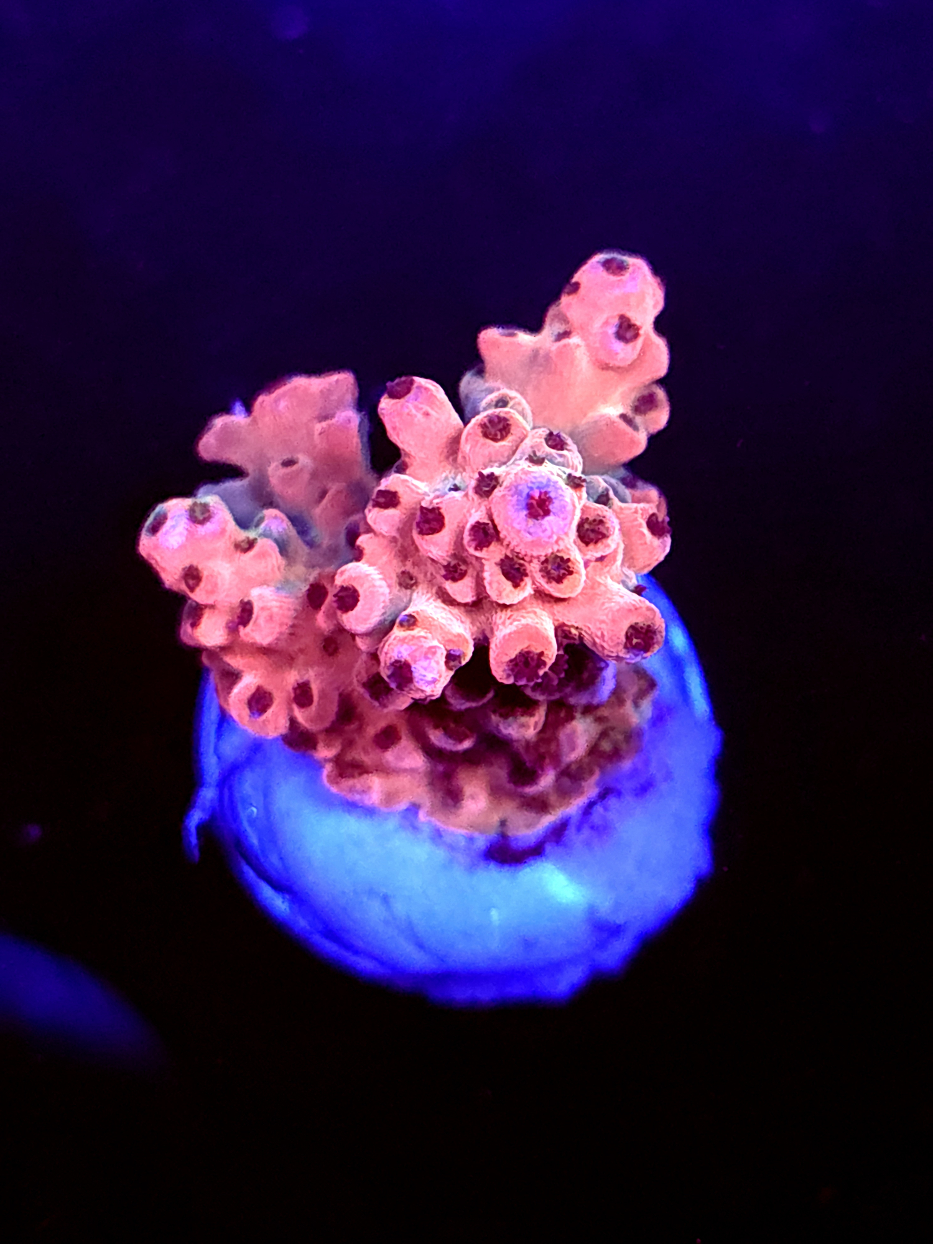 SBB "Mystery Signature" Acro Medium 2 Branch