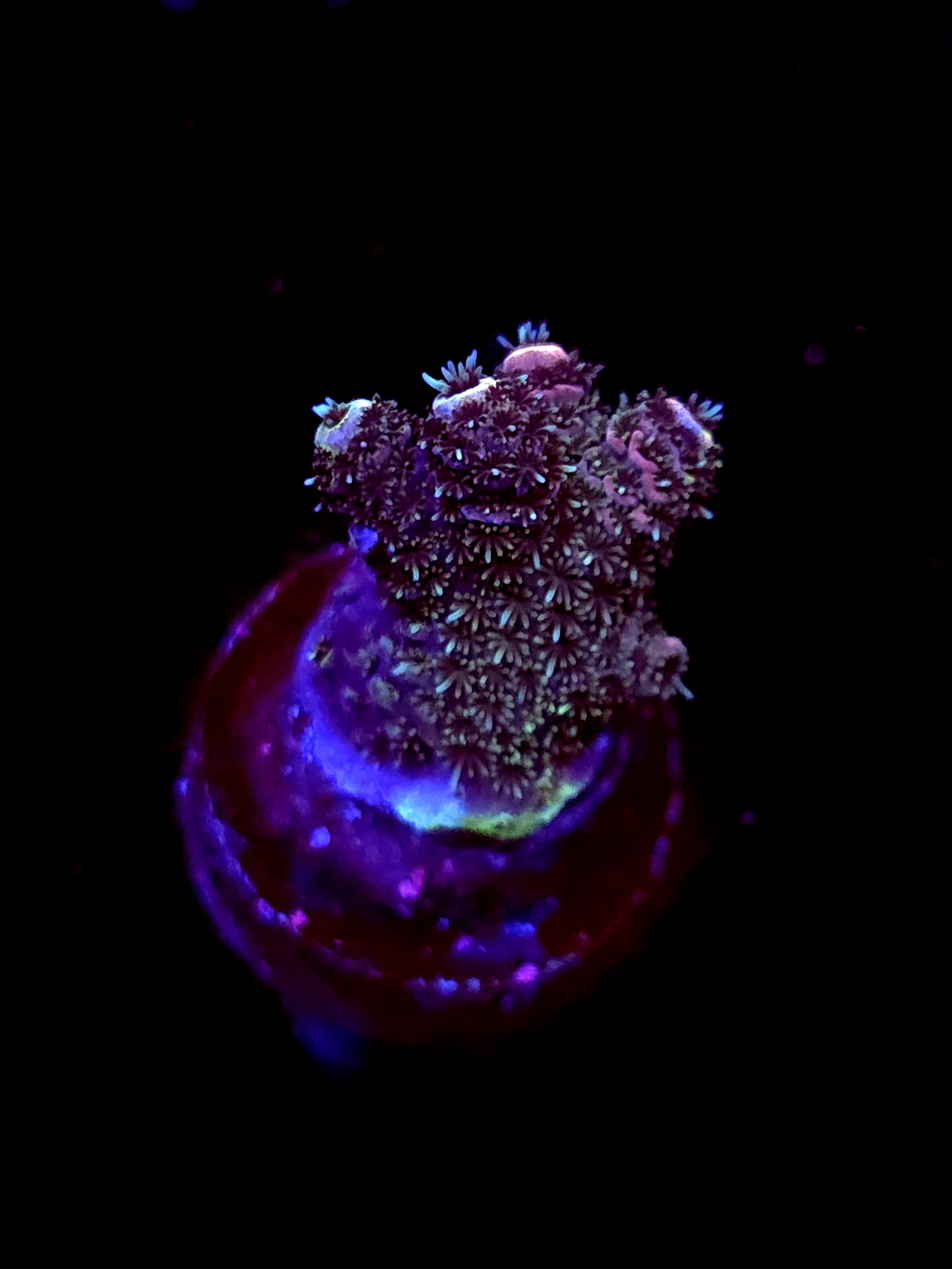 SBB "Syrup Flow" Acro Small Branch