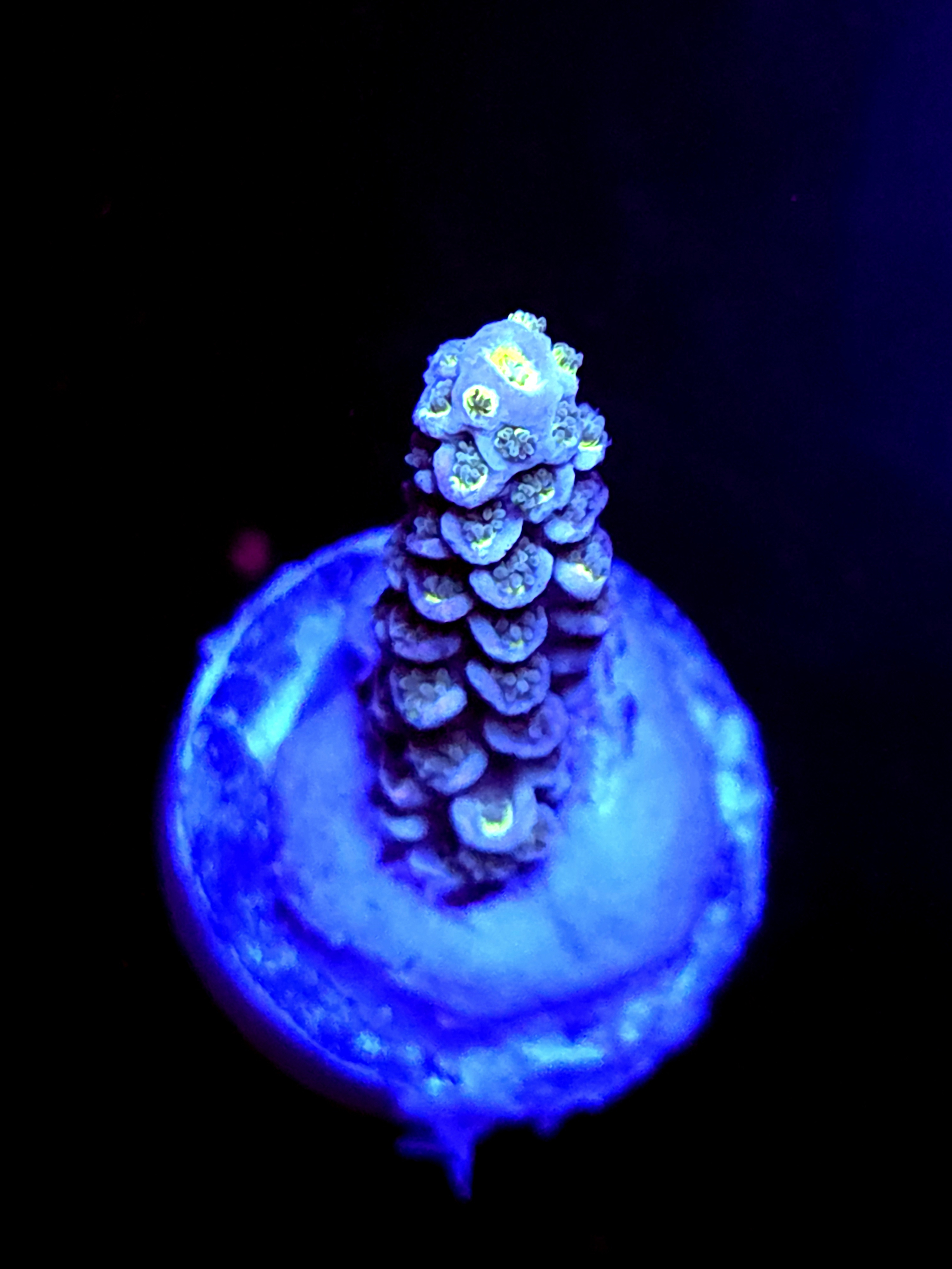 SBB "Lunar Vein" Acro Small Branch