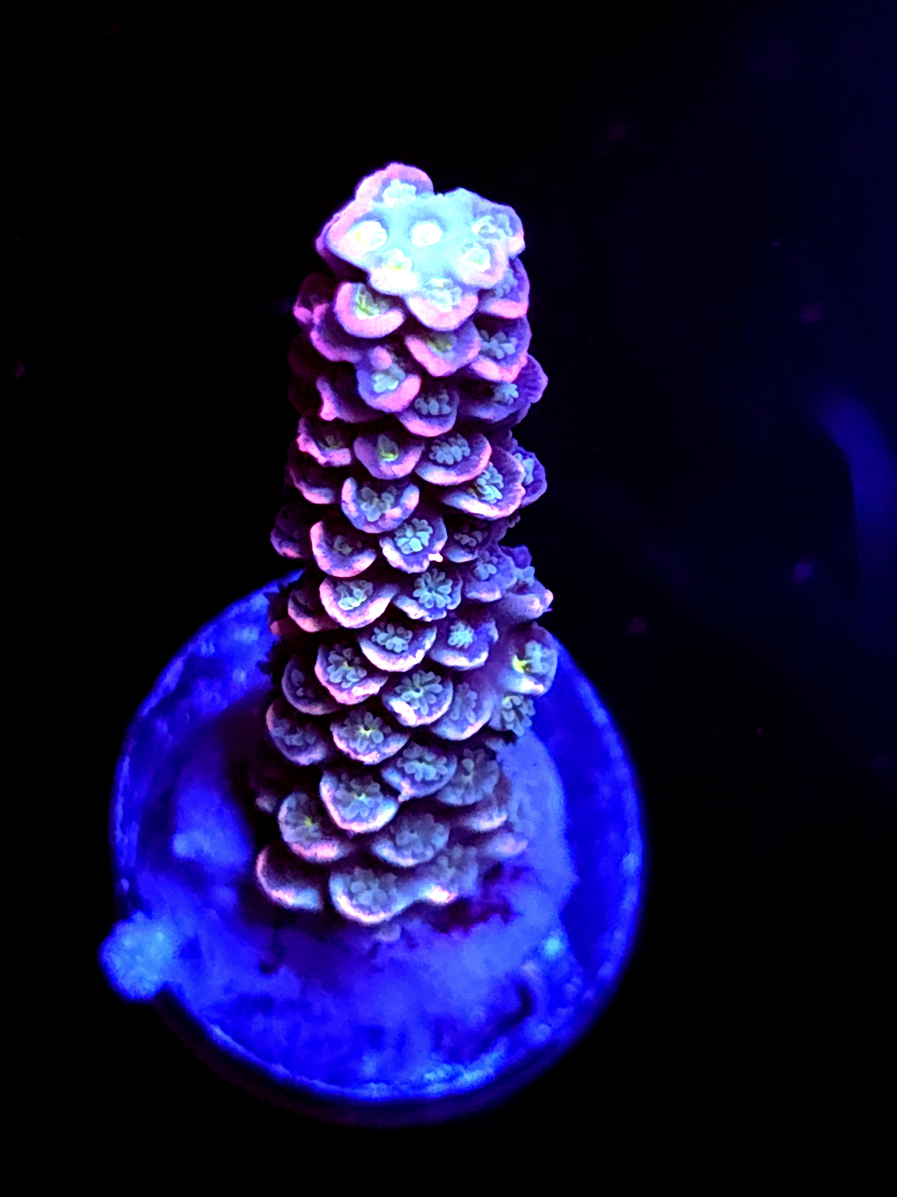 SBB "Prism Royale" Acro Large 2 Branch