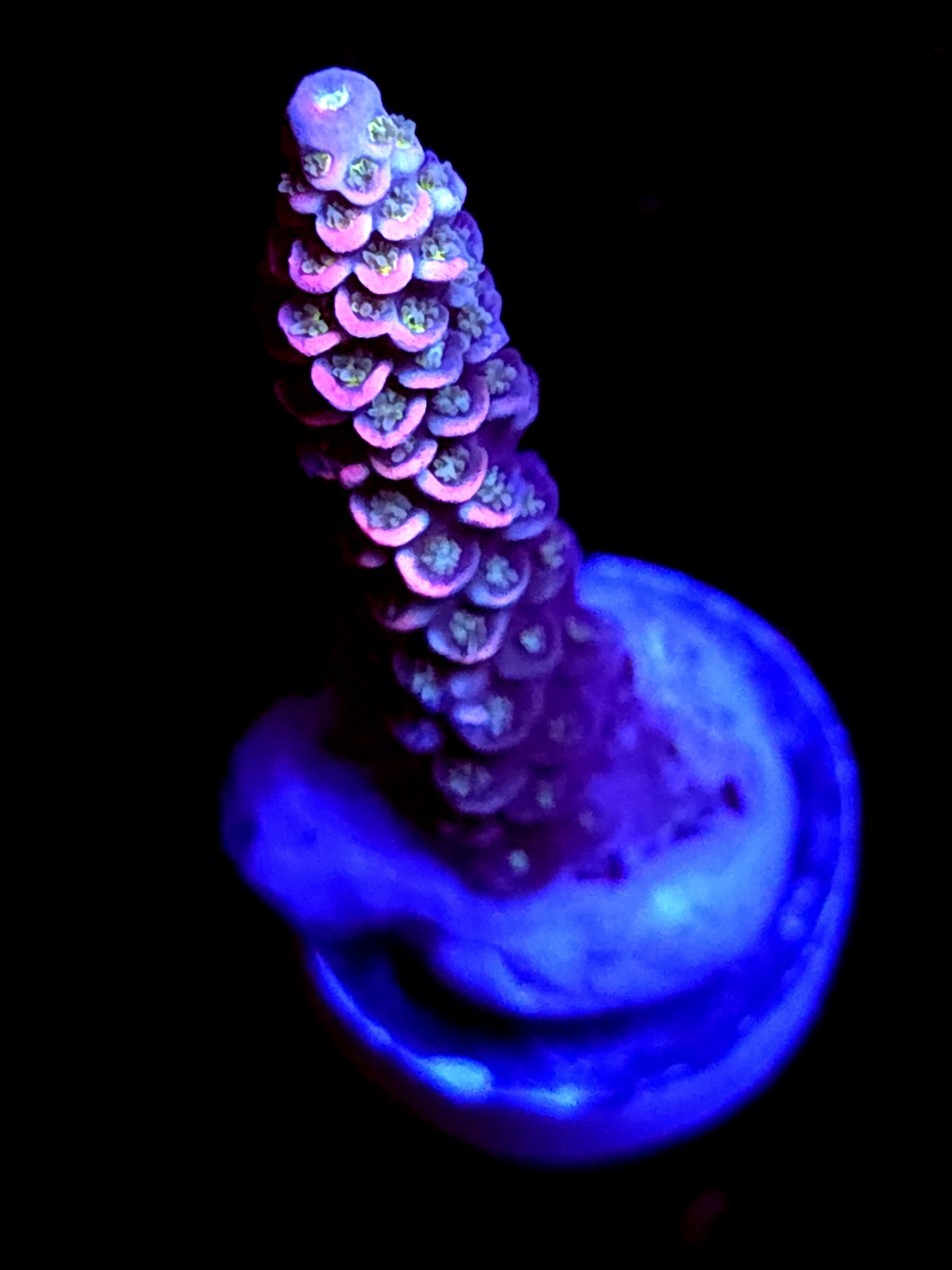 SBB "Mystery Signature" Acro Large Branch