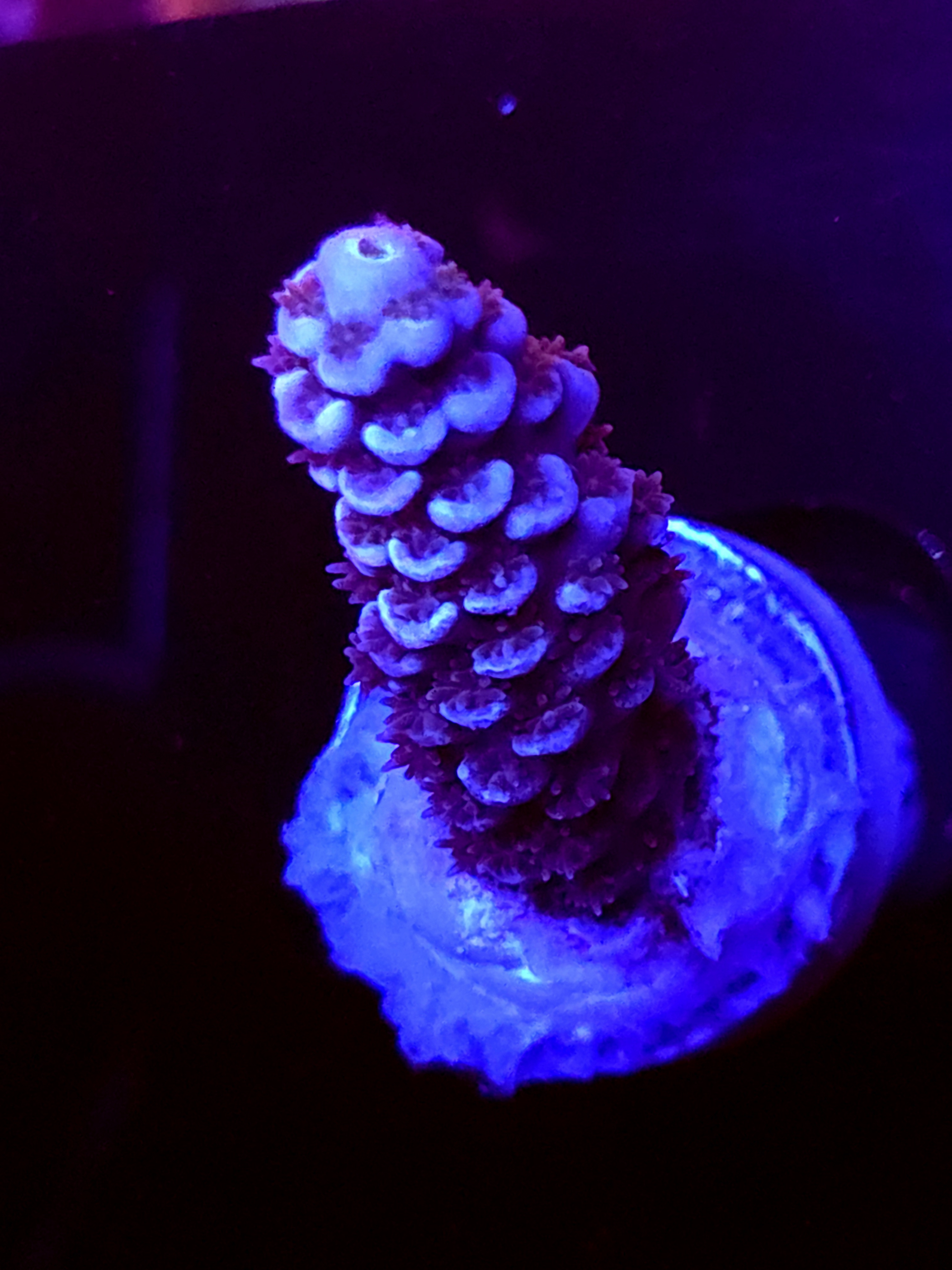 SBB "Flux Born" Acro Medium Branch