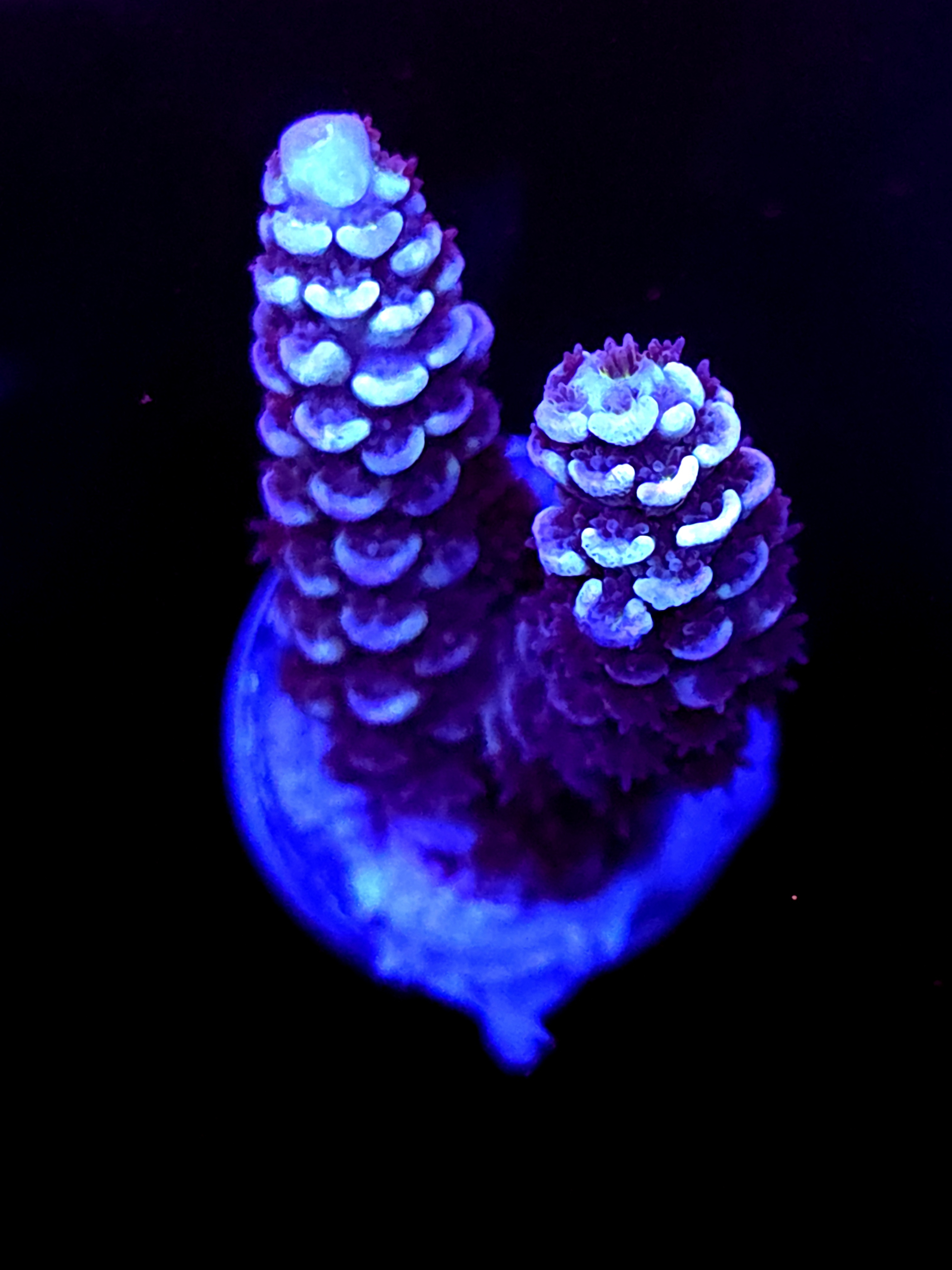 SBB "Flux Born" Acro Medium 2 Branch