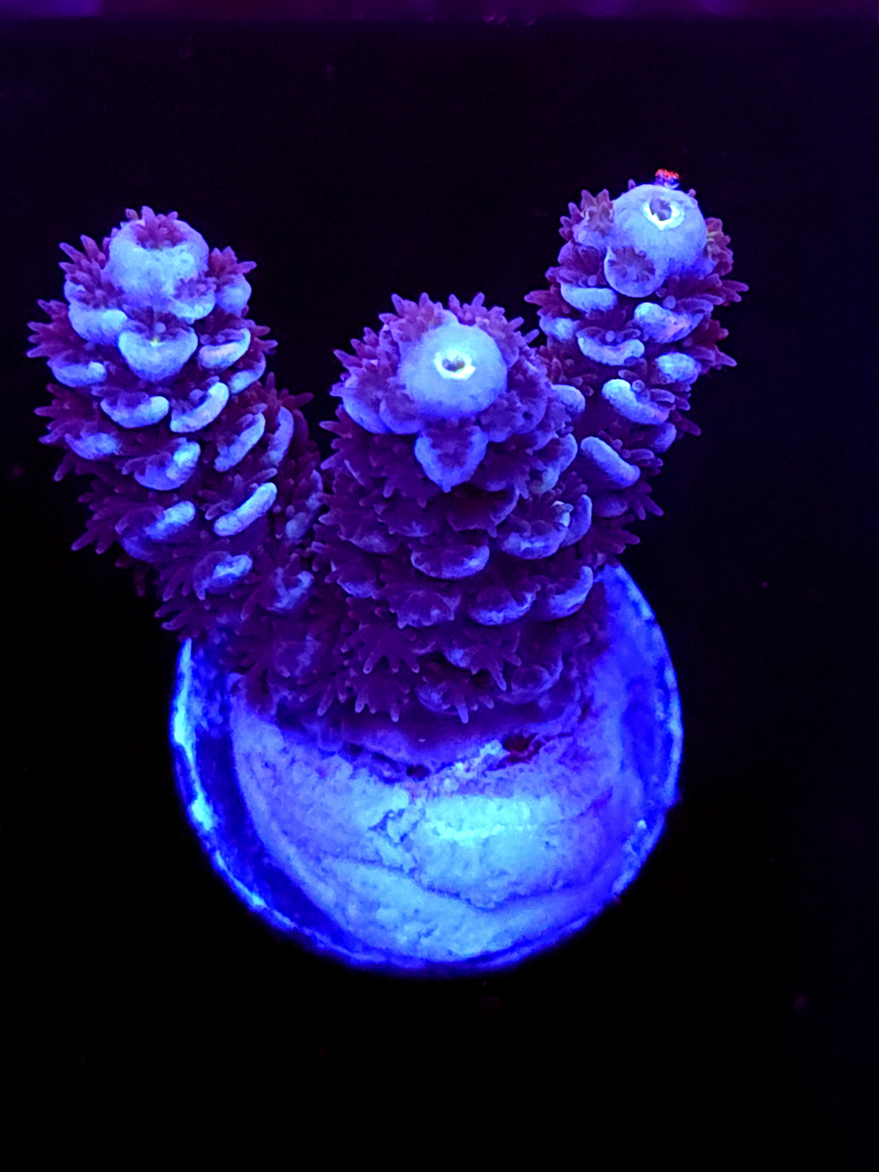 SBB "Flux Born" Acro Small 3 Branch