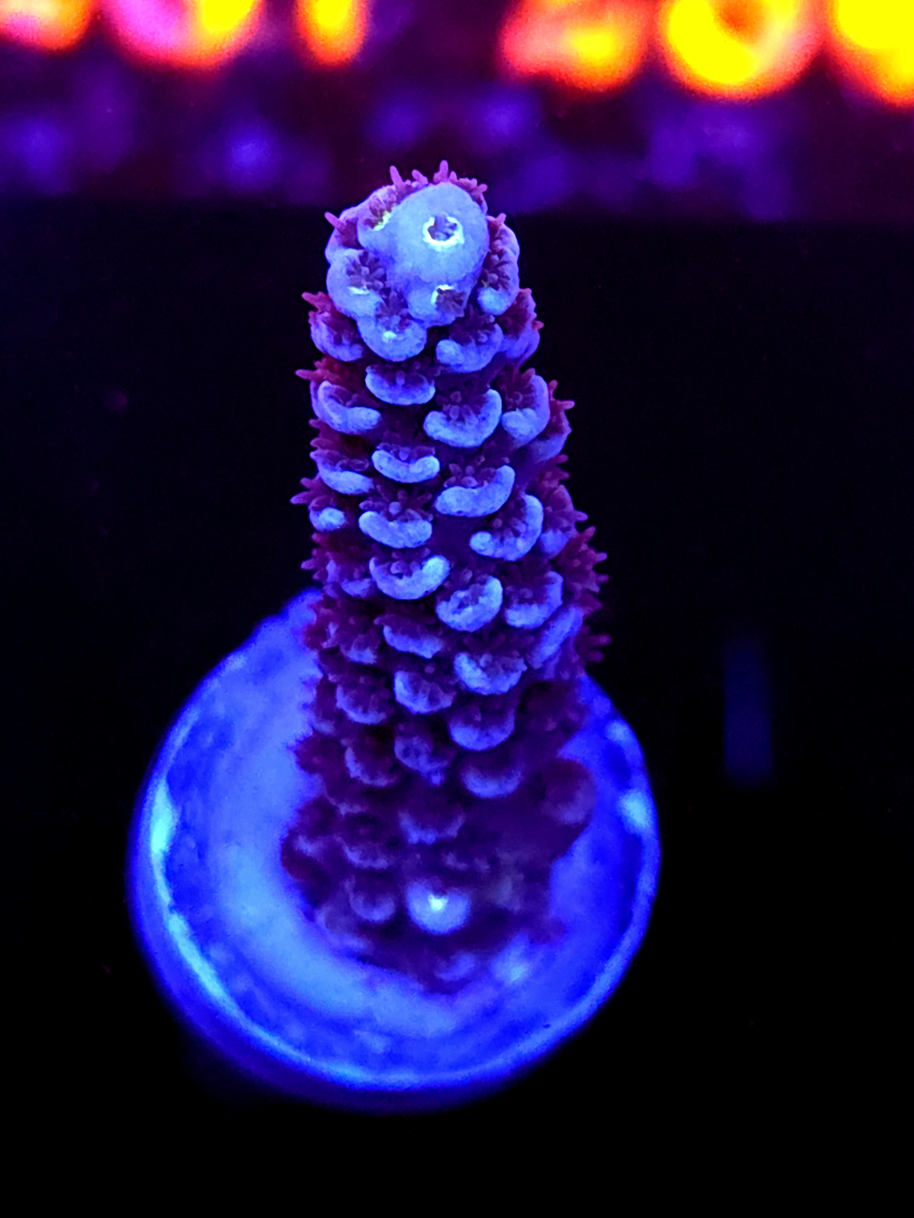 SBB "Mystery Signature" Acro Medium Branch