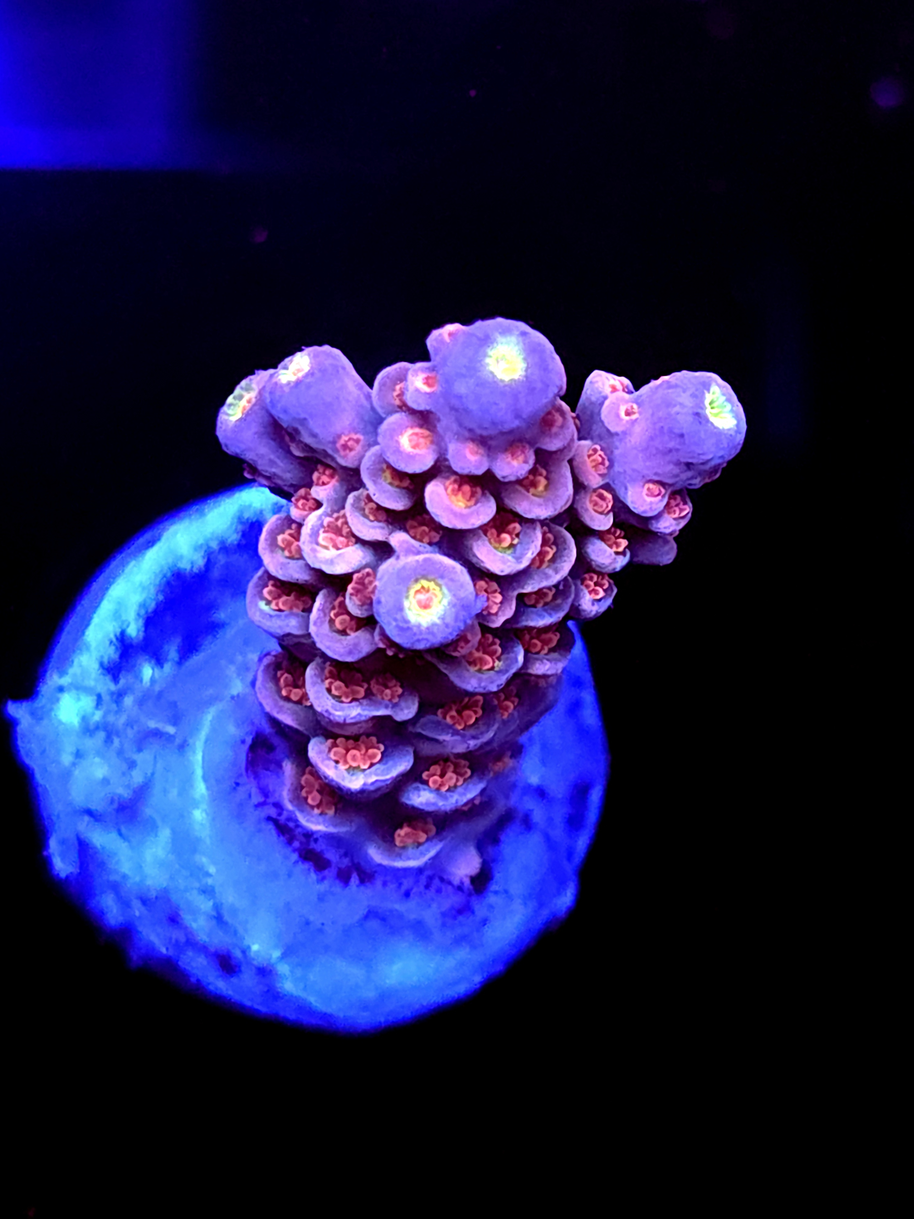 SBB "Witch Fire" Acro Medium Branch