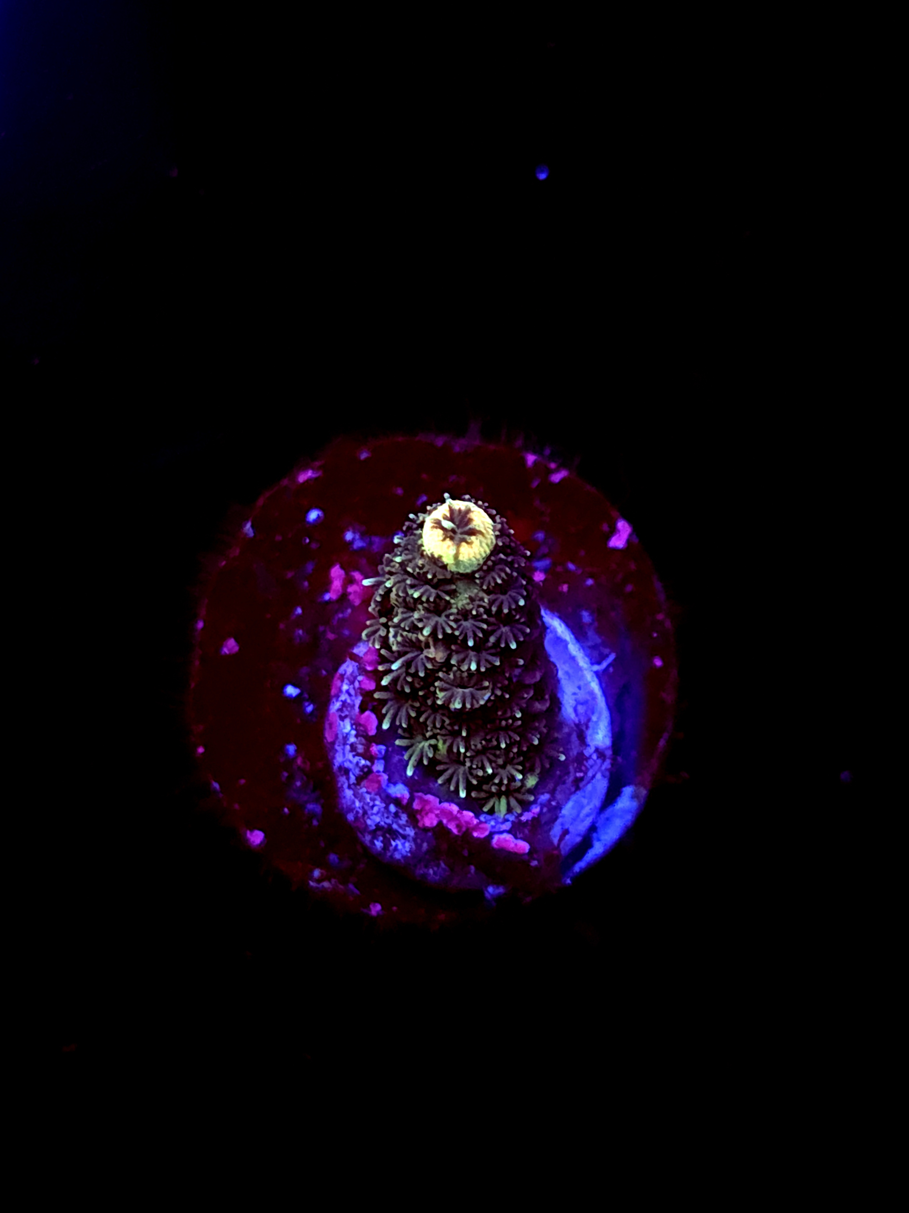 SBB "No Name" Acro Small Branch