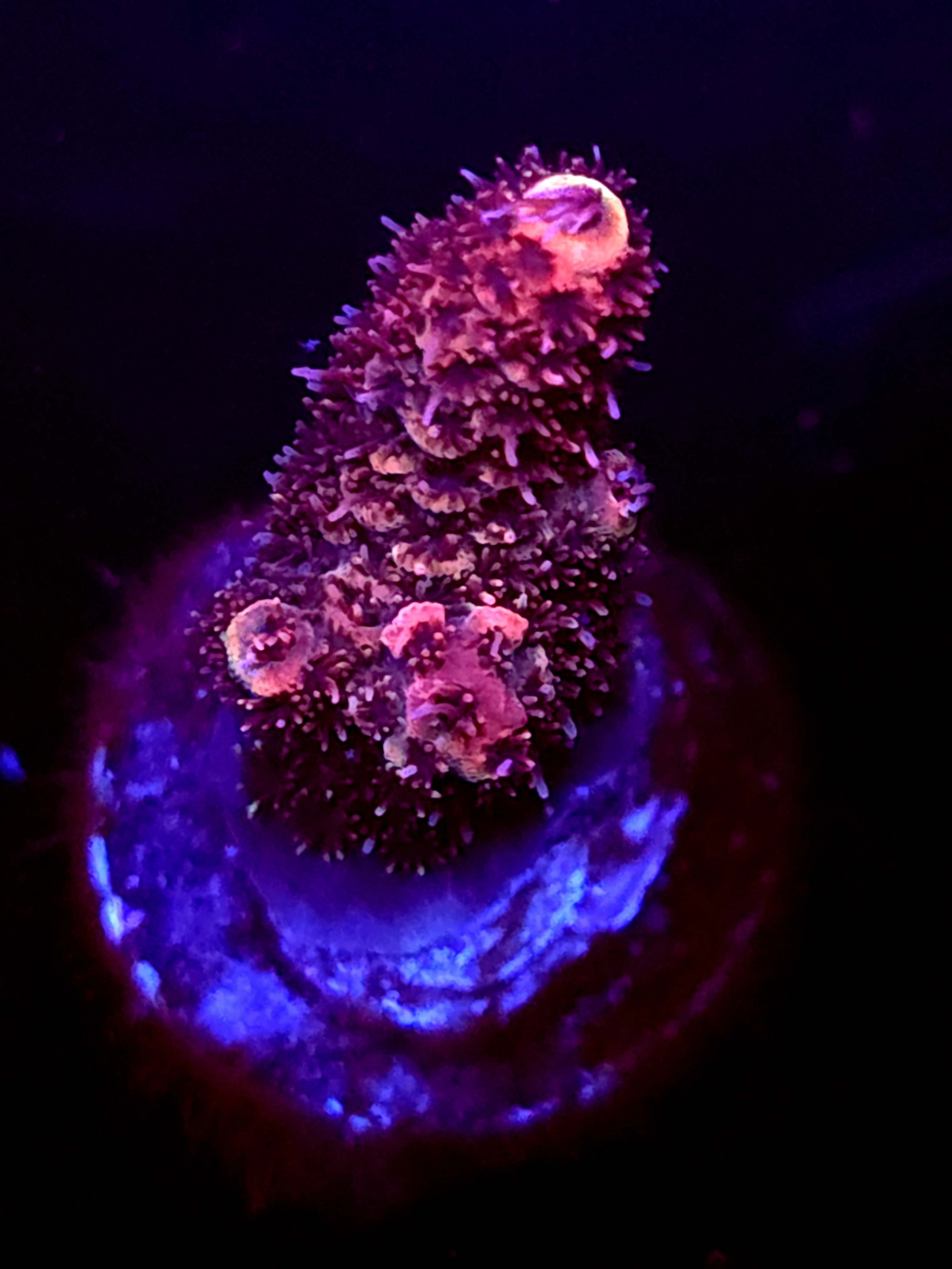 SBB "Double Rainbow" Acro Medium Branch