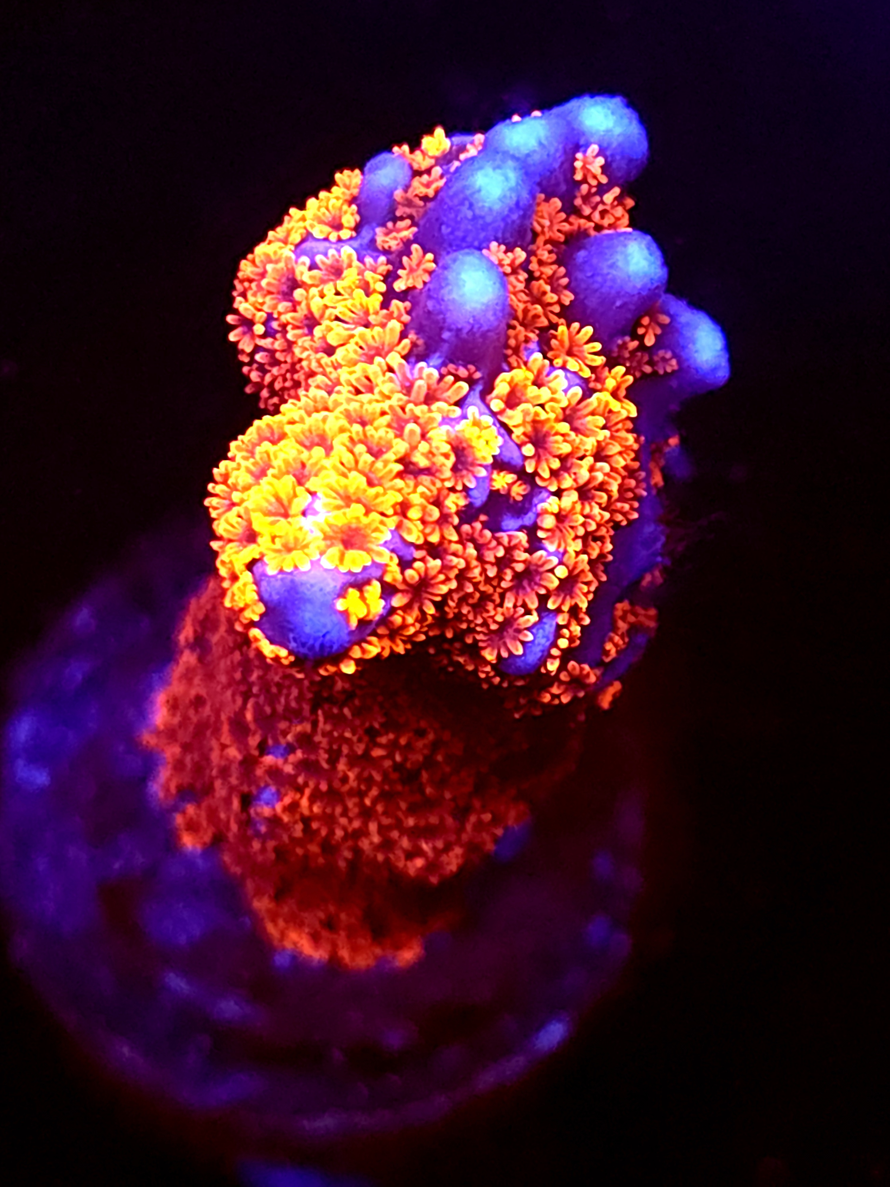 SBB "Bubble Digi" Acro Large Chunky