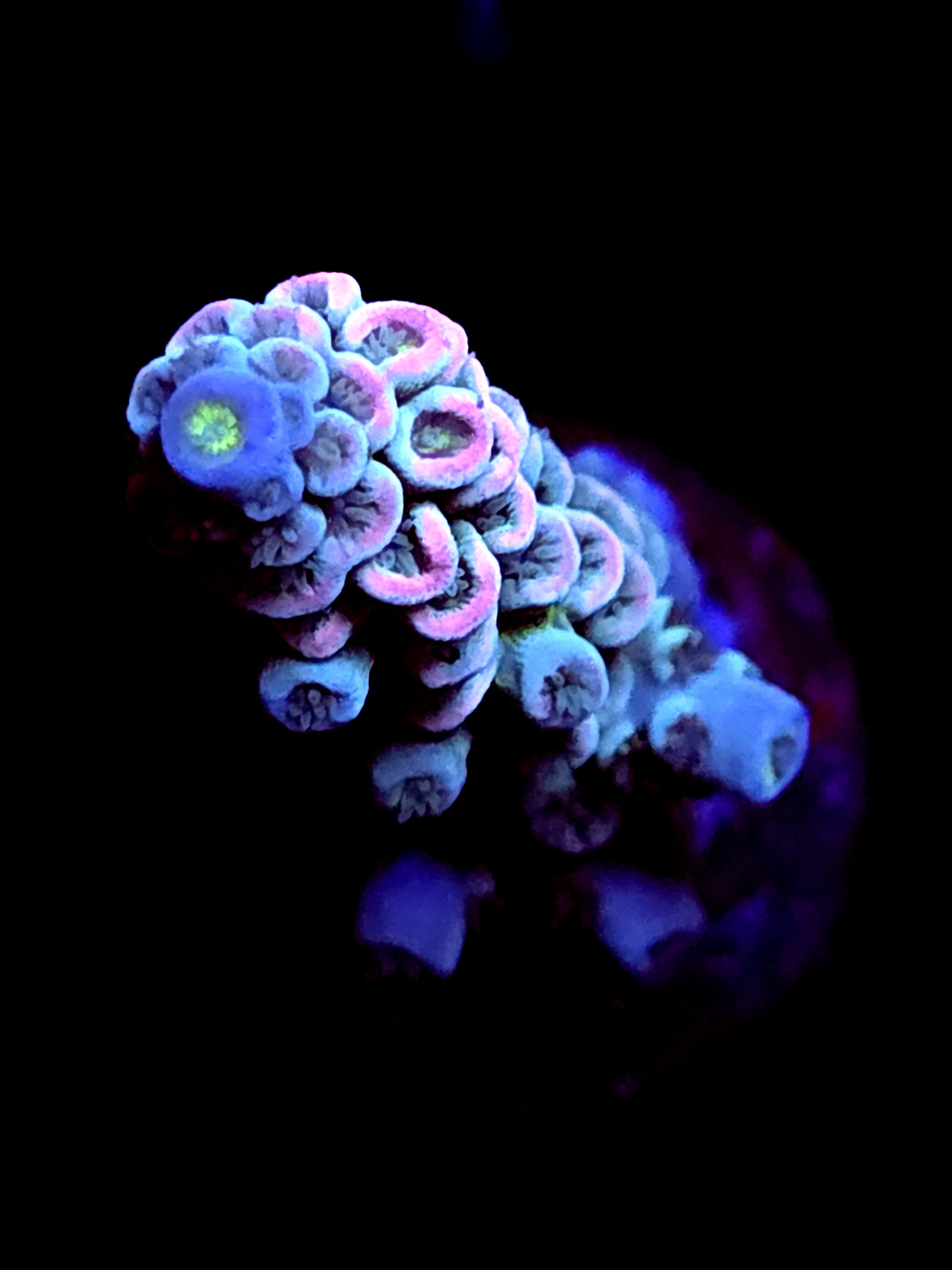 SBB "Frost Dragon" Acro Medium Branch