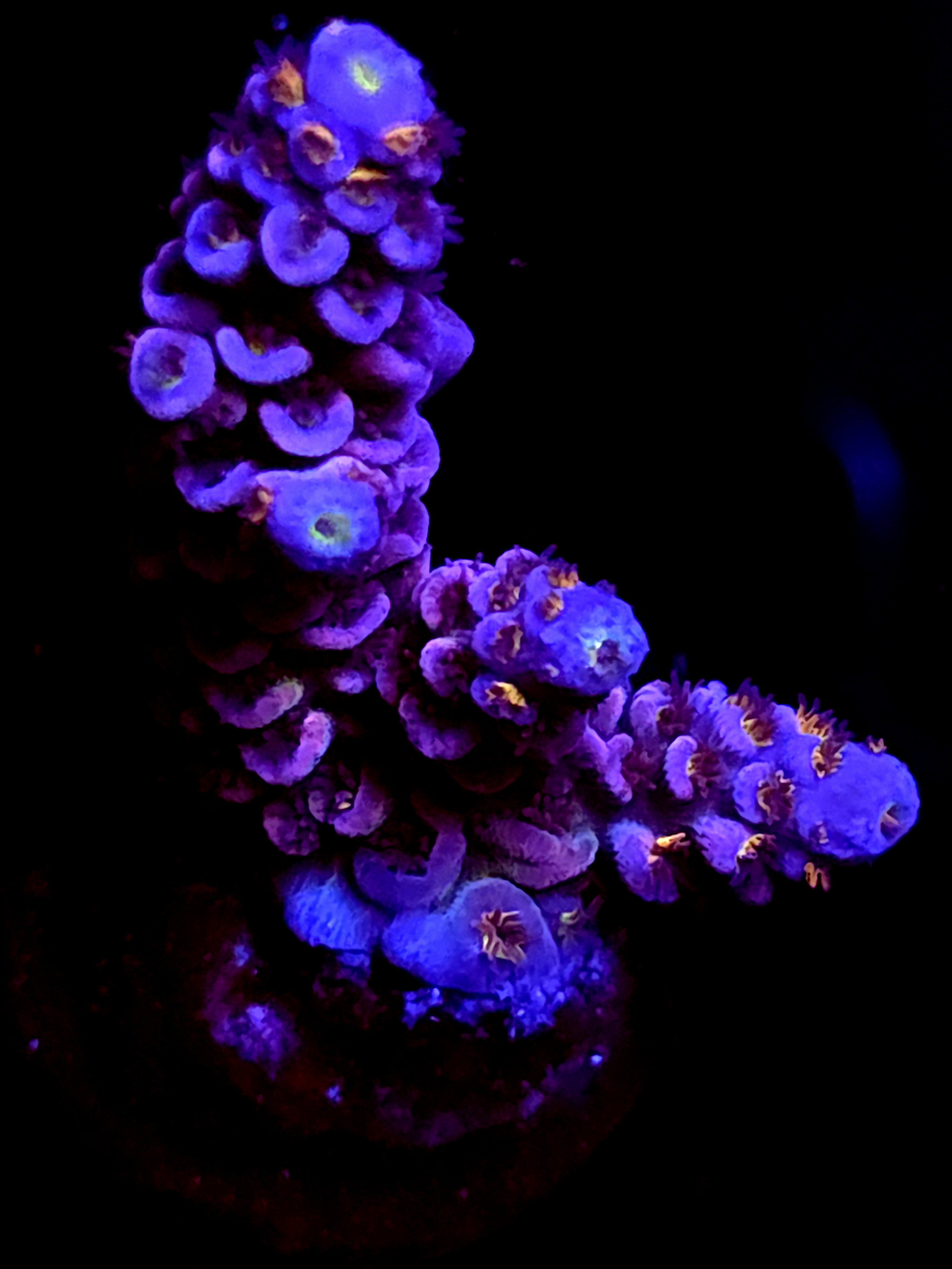 SBB "Light Bright" Acro Medium 3 Branch