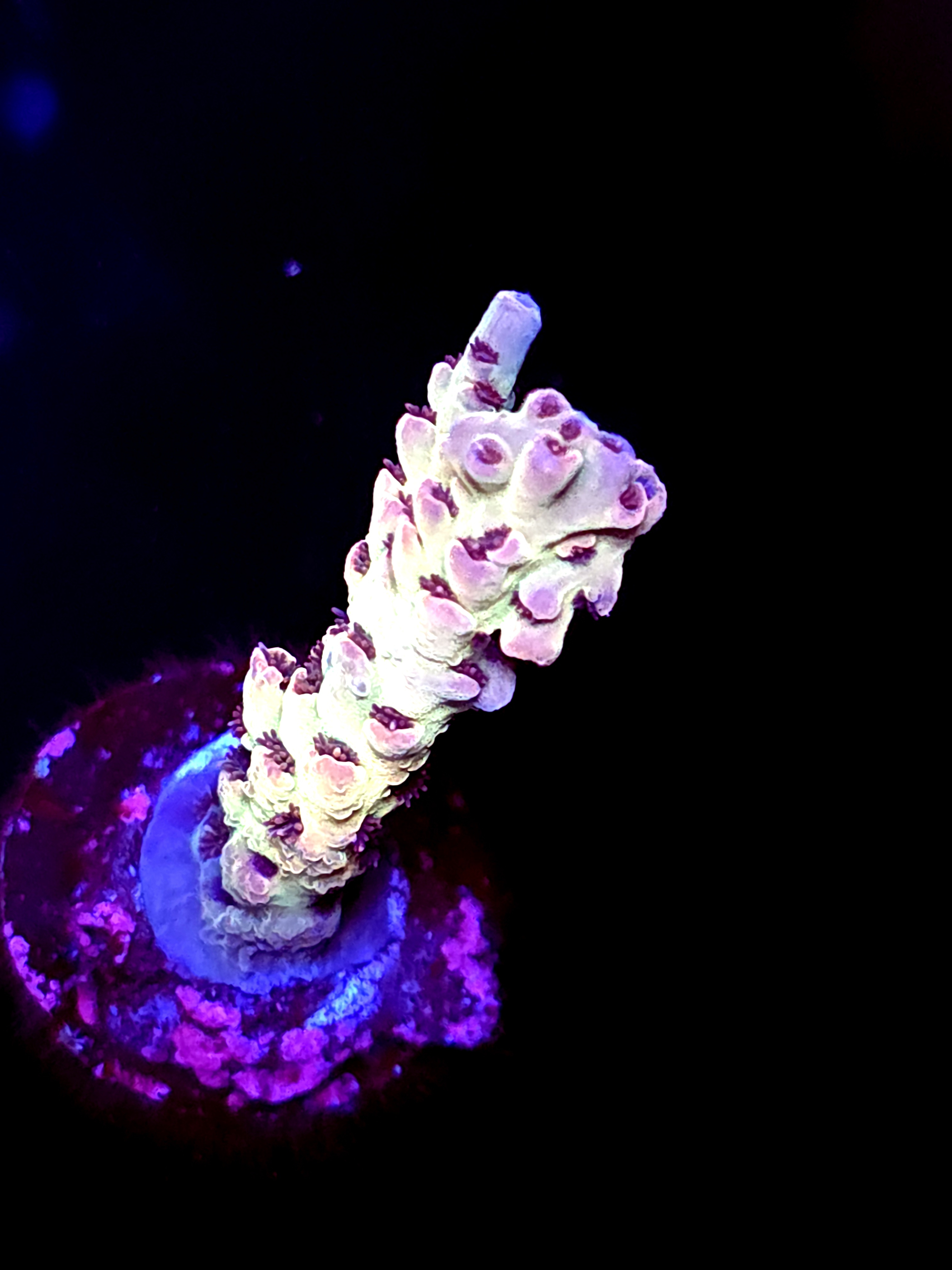 SBB "Cross Wave" Acro Medium Branch