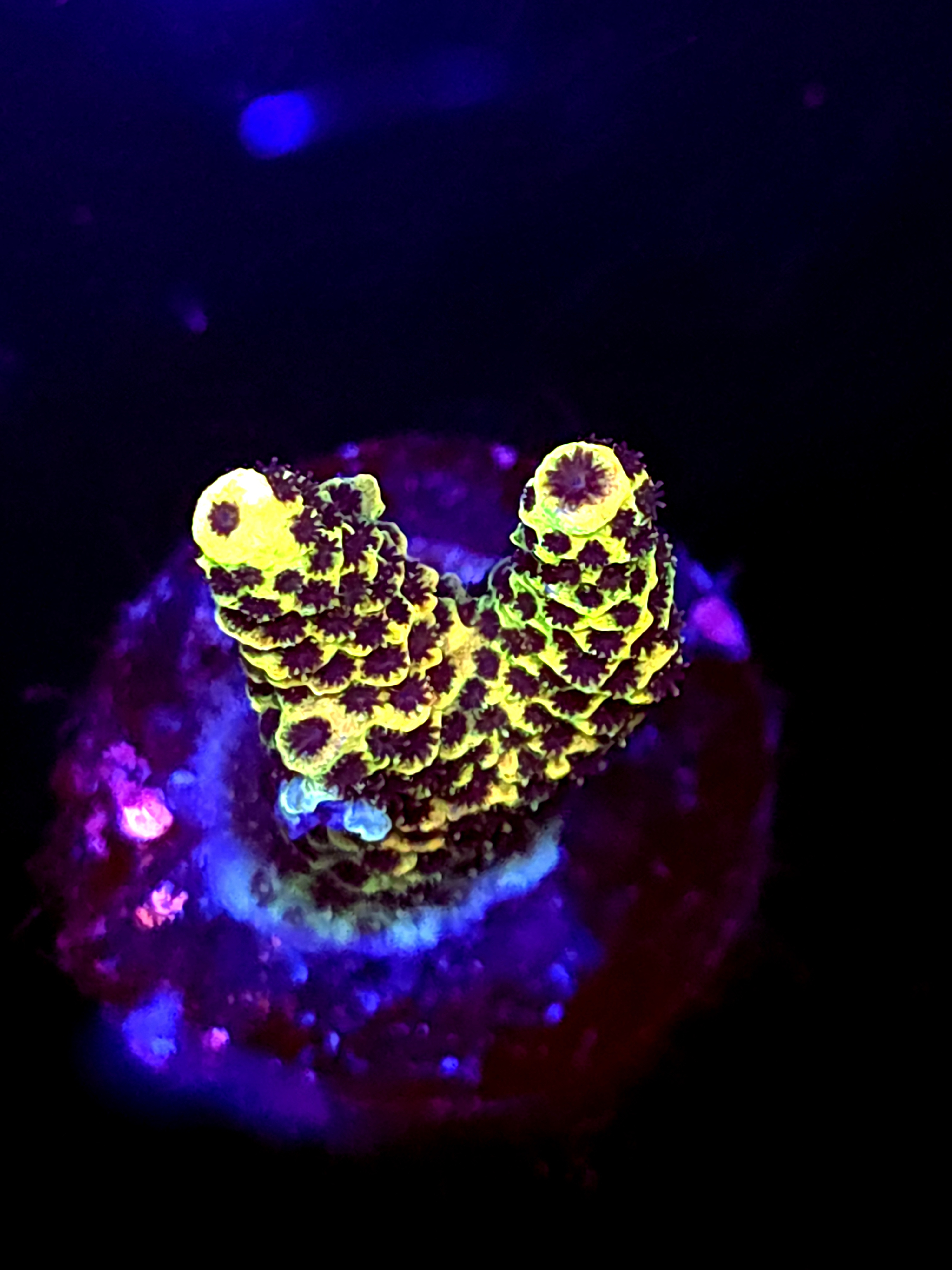 SBB "Mystery Signature" Acro Small 2 Branch