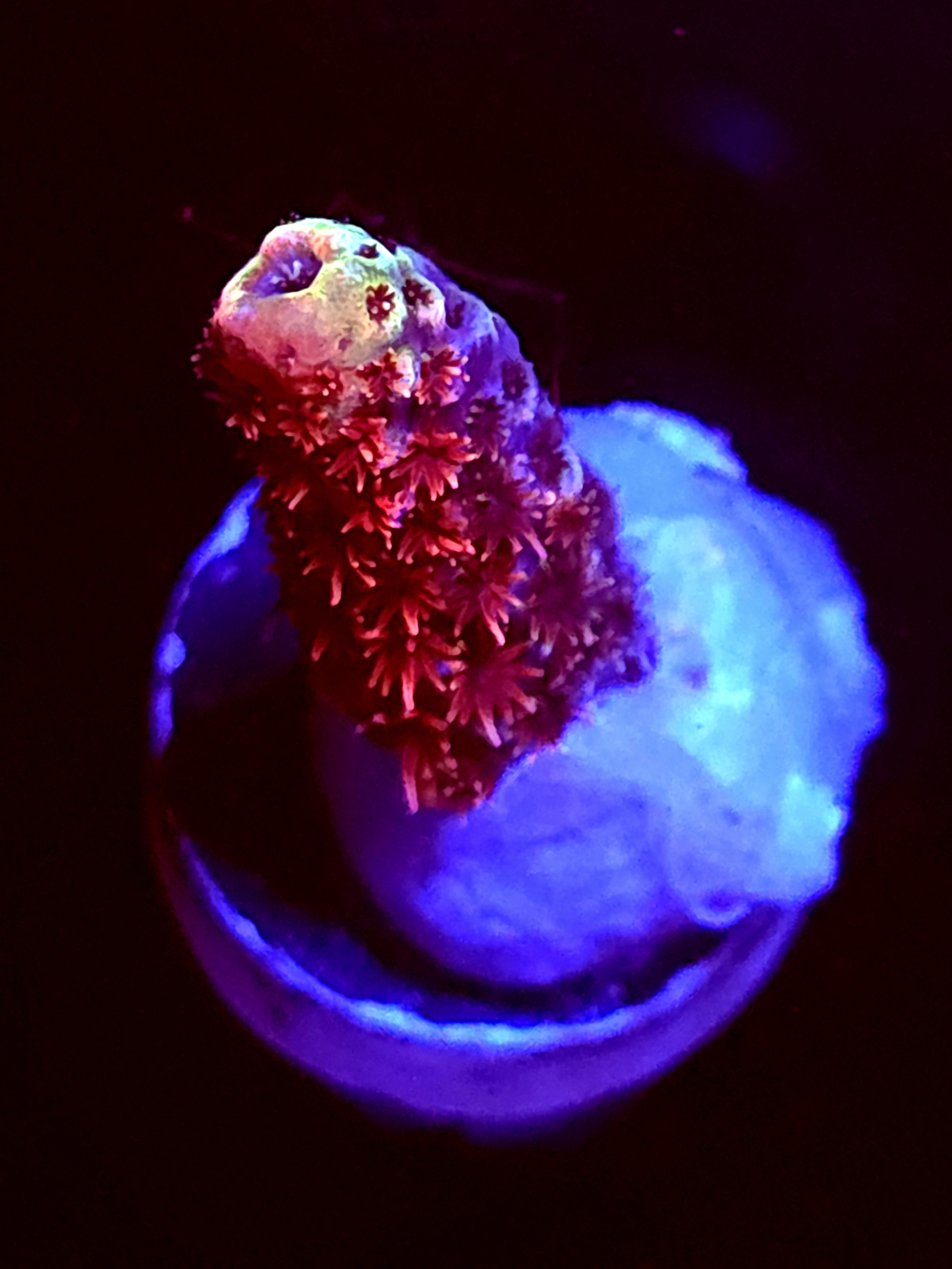 SBB "Ruby Static" Acro Small Branch