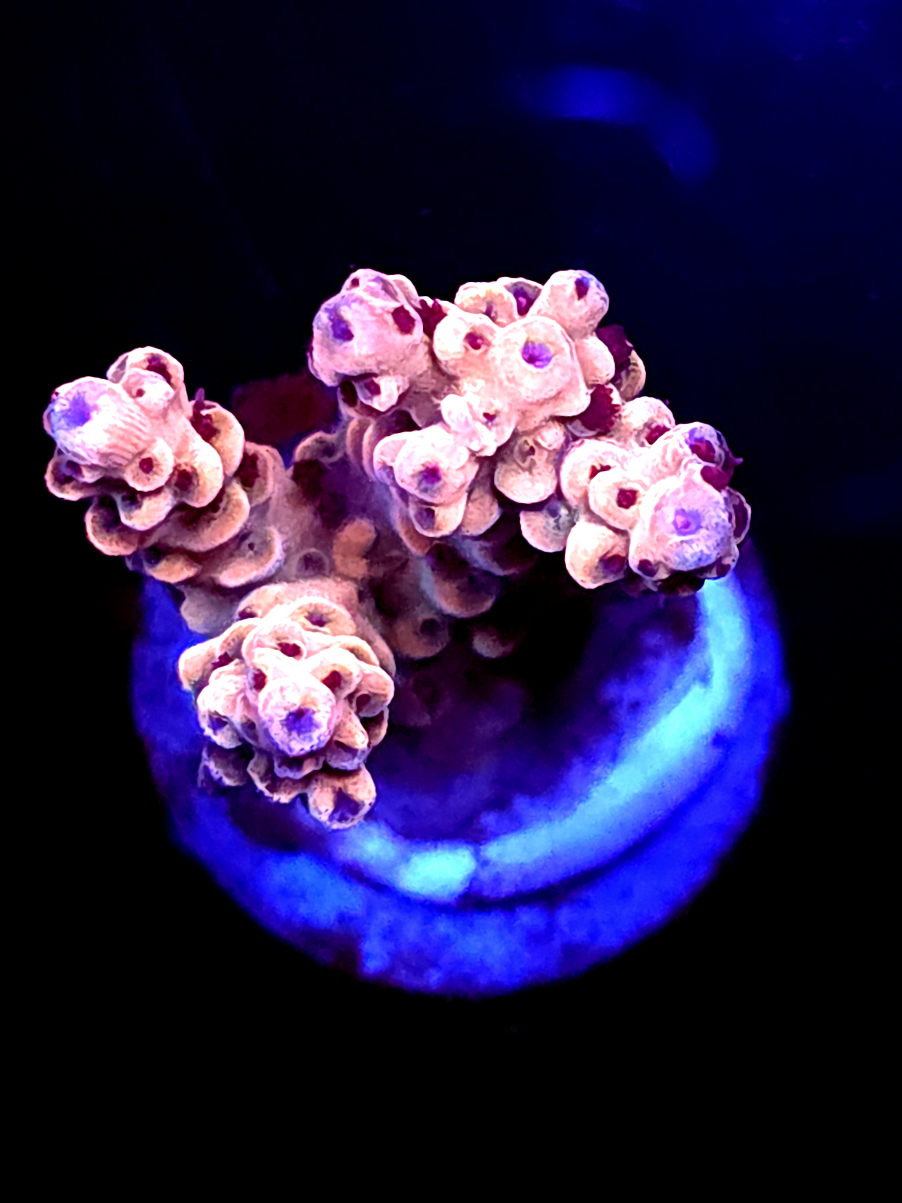 SBB "Coral Vortex" Acro Medium 3 Branch