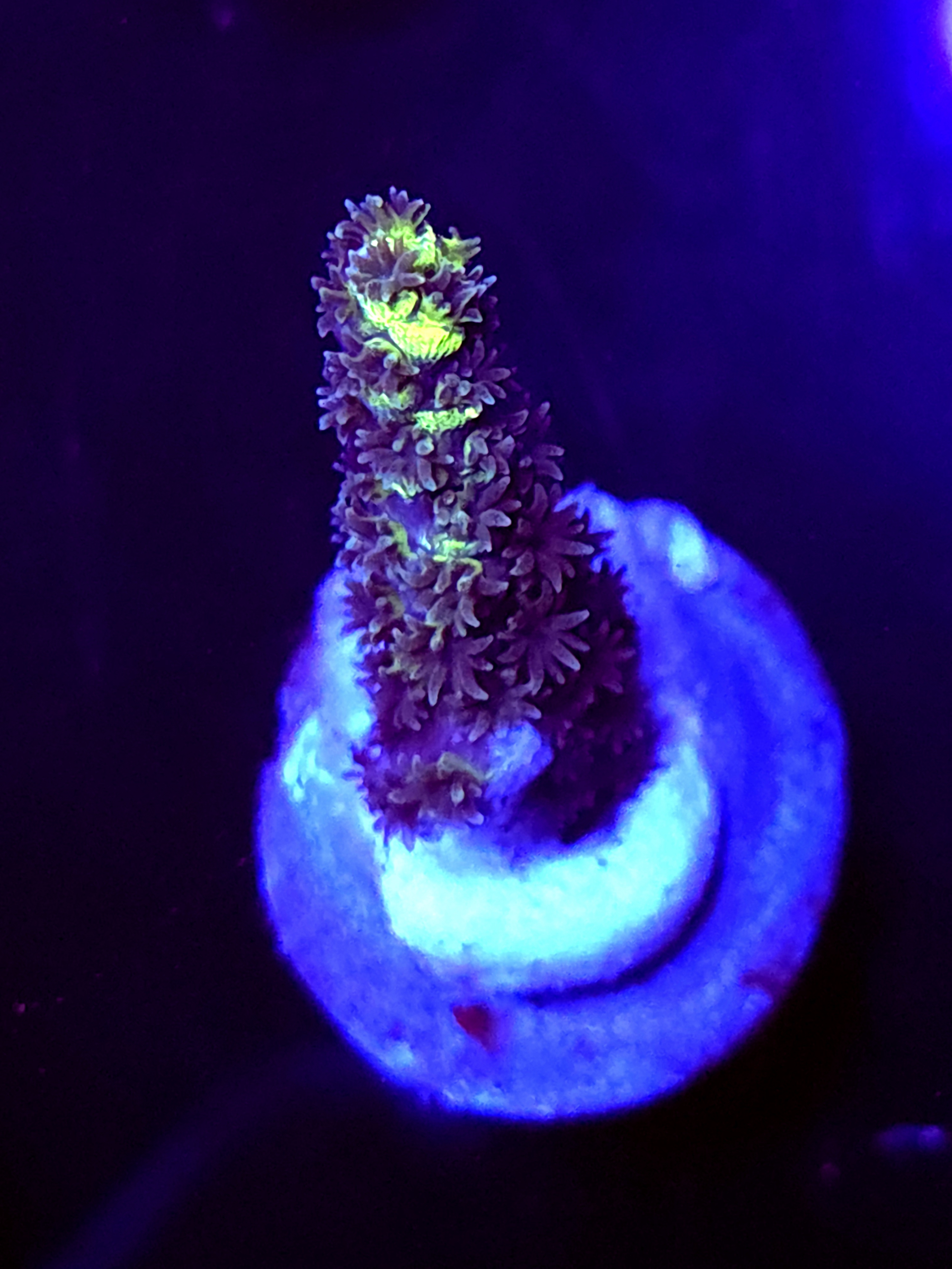 SBB "No Name" Acro Medium Branch