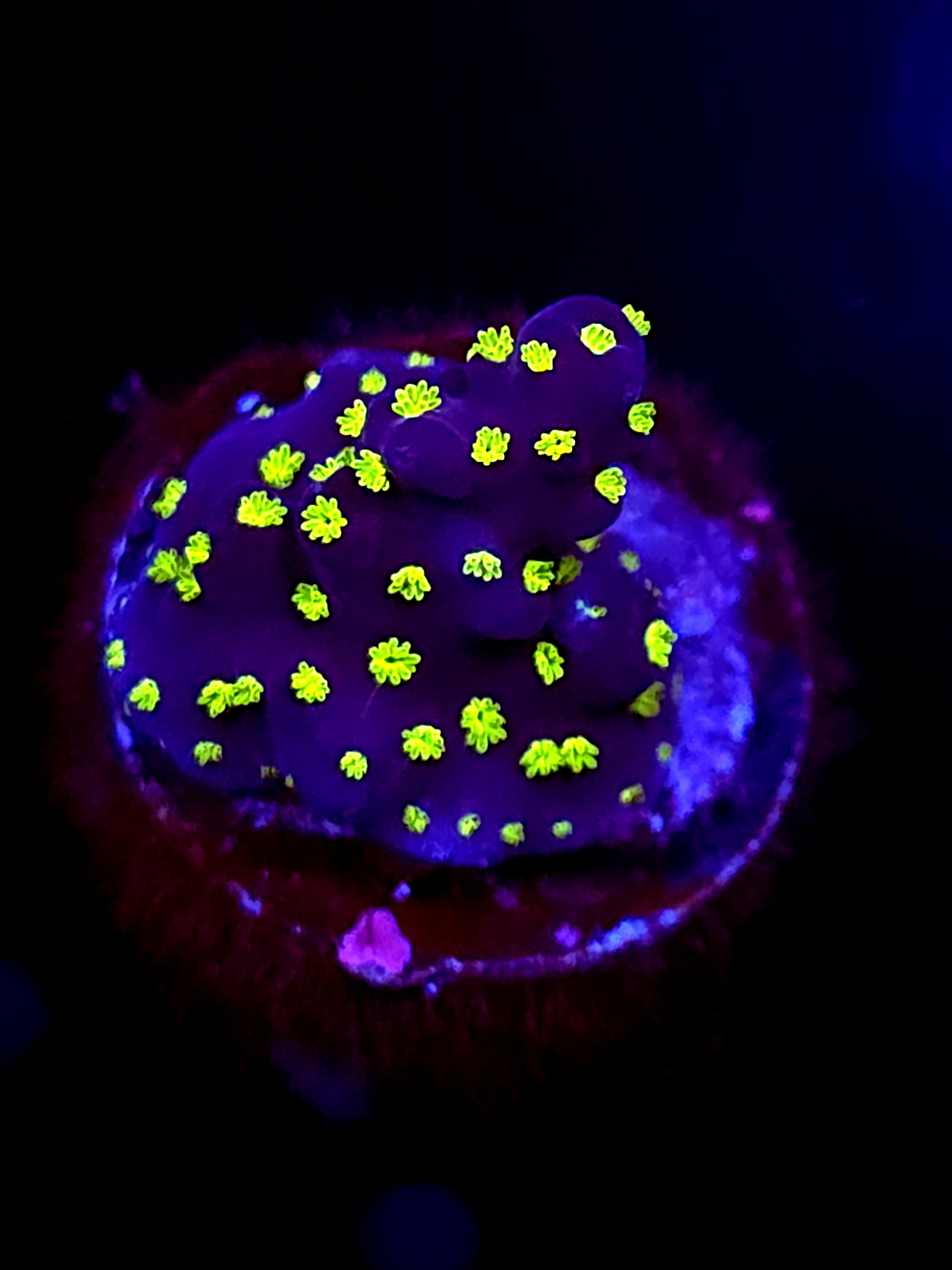 SBB "Light Saber" Acro Small Branch