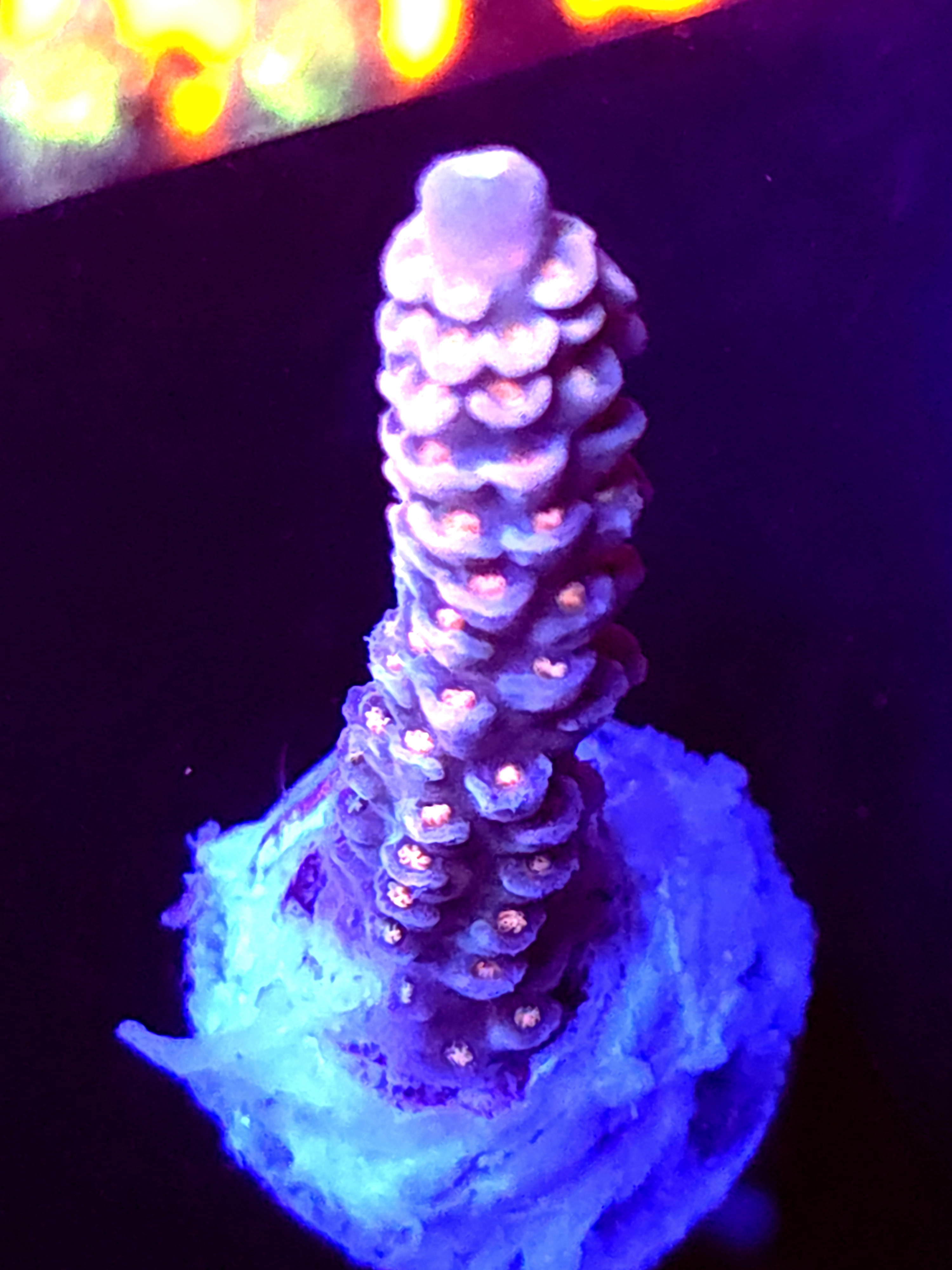 SBB "Mystery Signature" Acro Large Branch