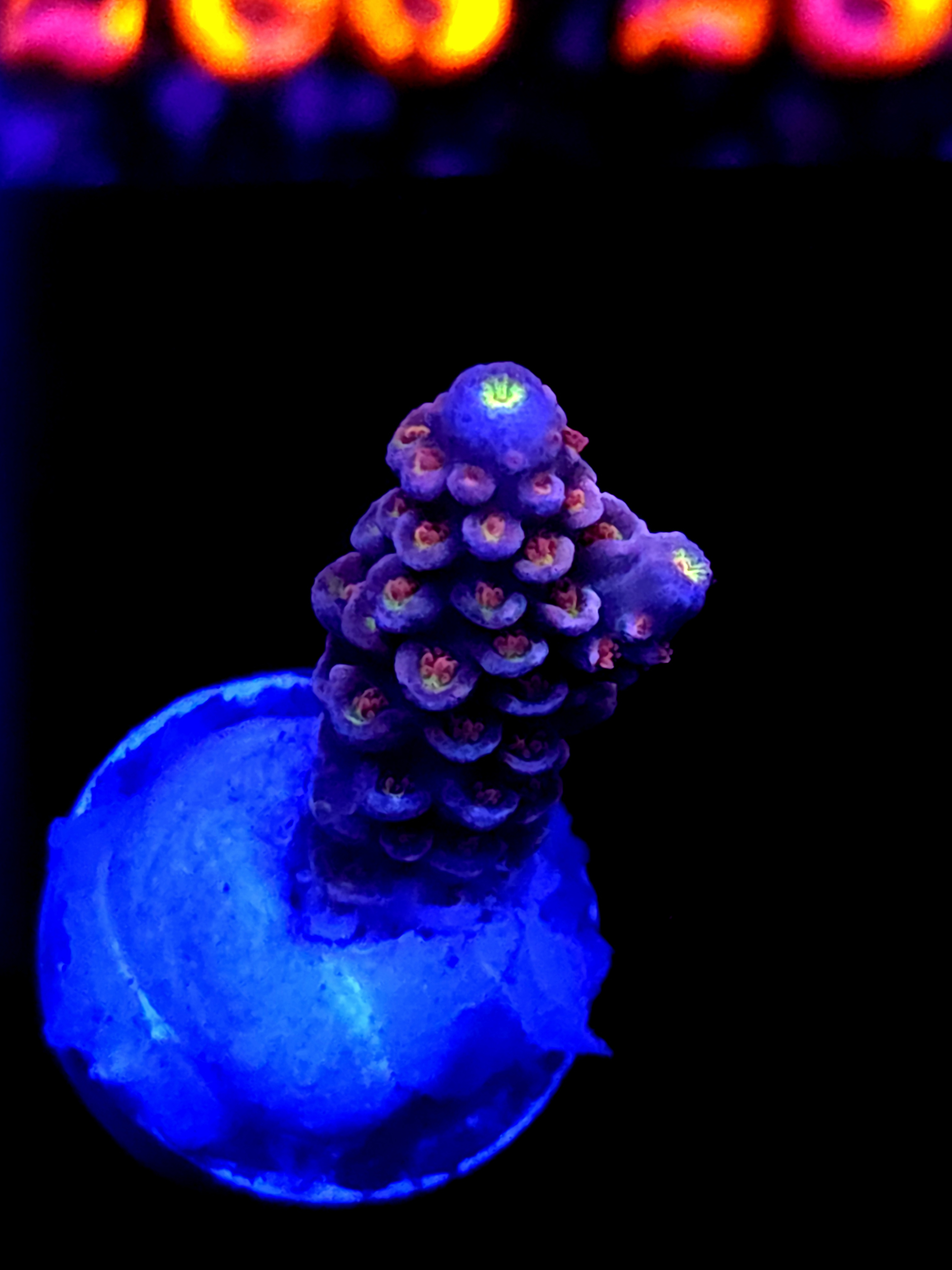 SBB "Witch Fire" Acro Medium Branch