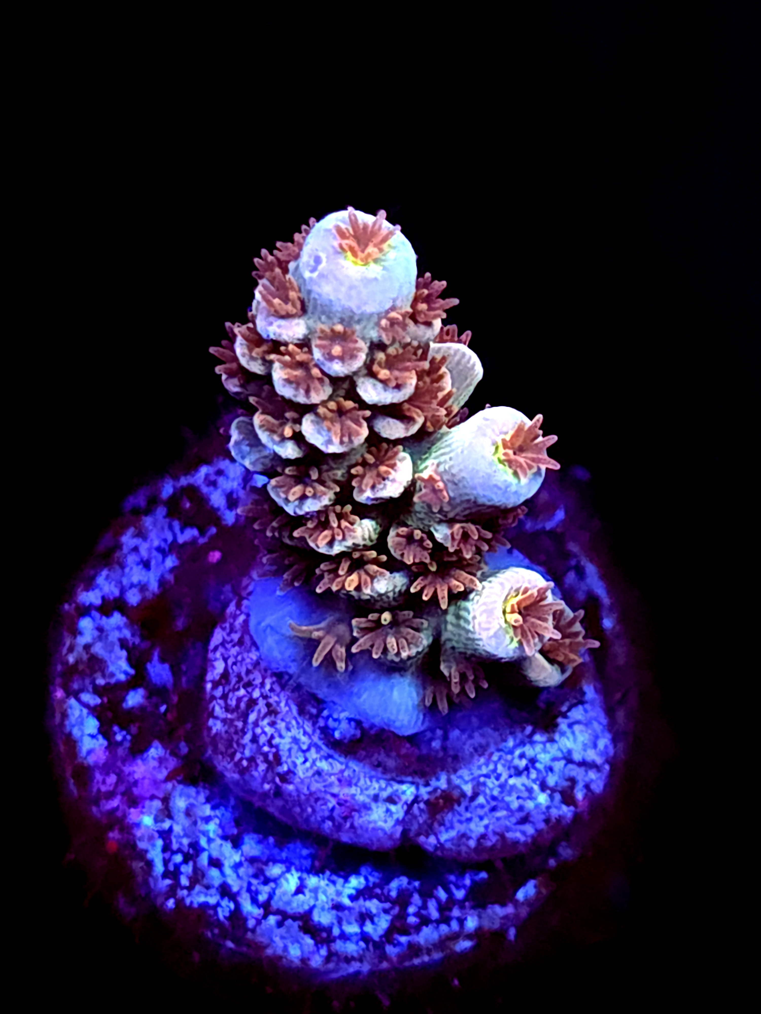 SBB "Venomous Halo" Acro Small Branch