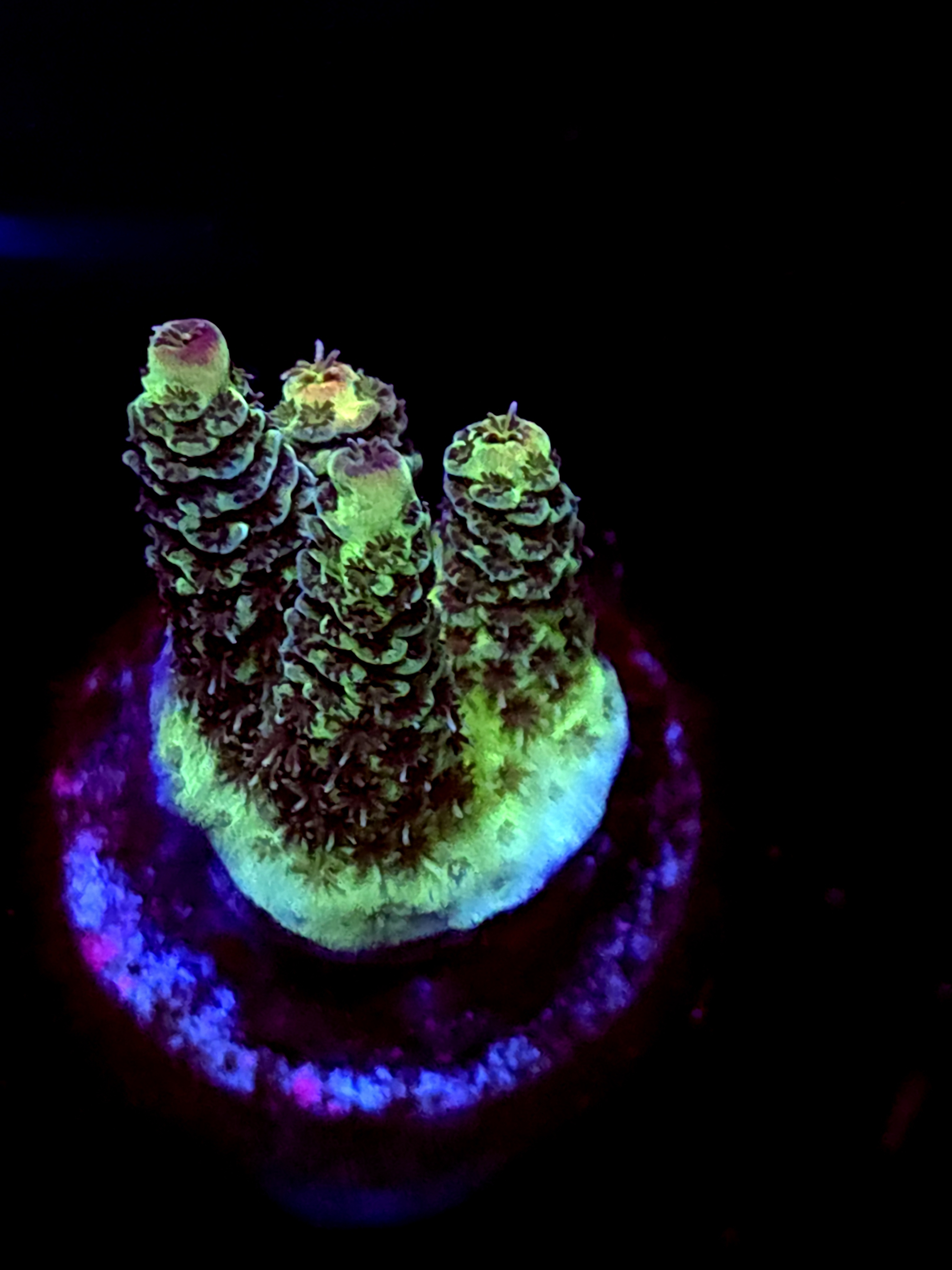 SBB "Taffy Drift" Acro Small 4 Branch crusting