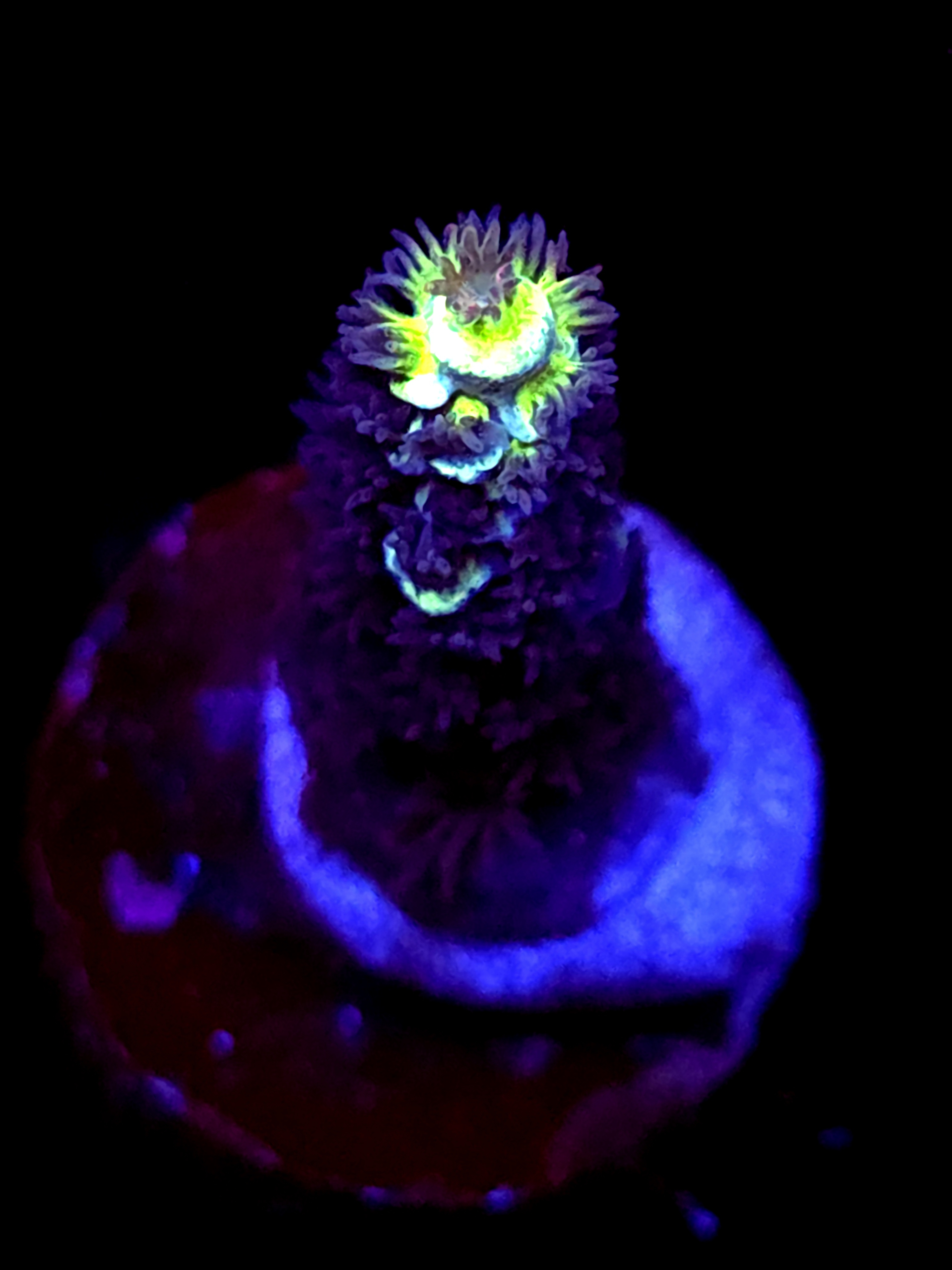 SBB "Bk Chem Frootloops" Acro Small Branch