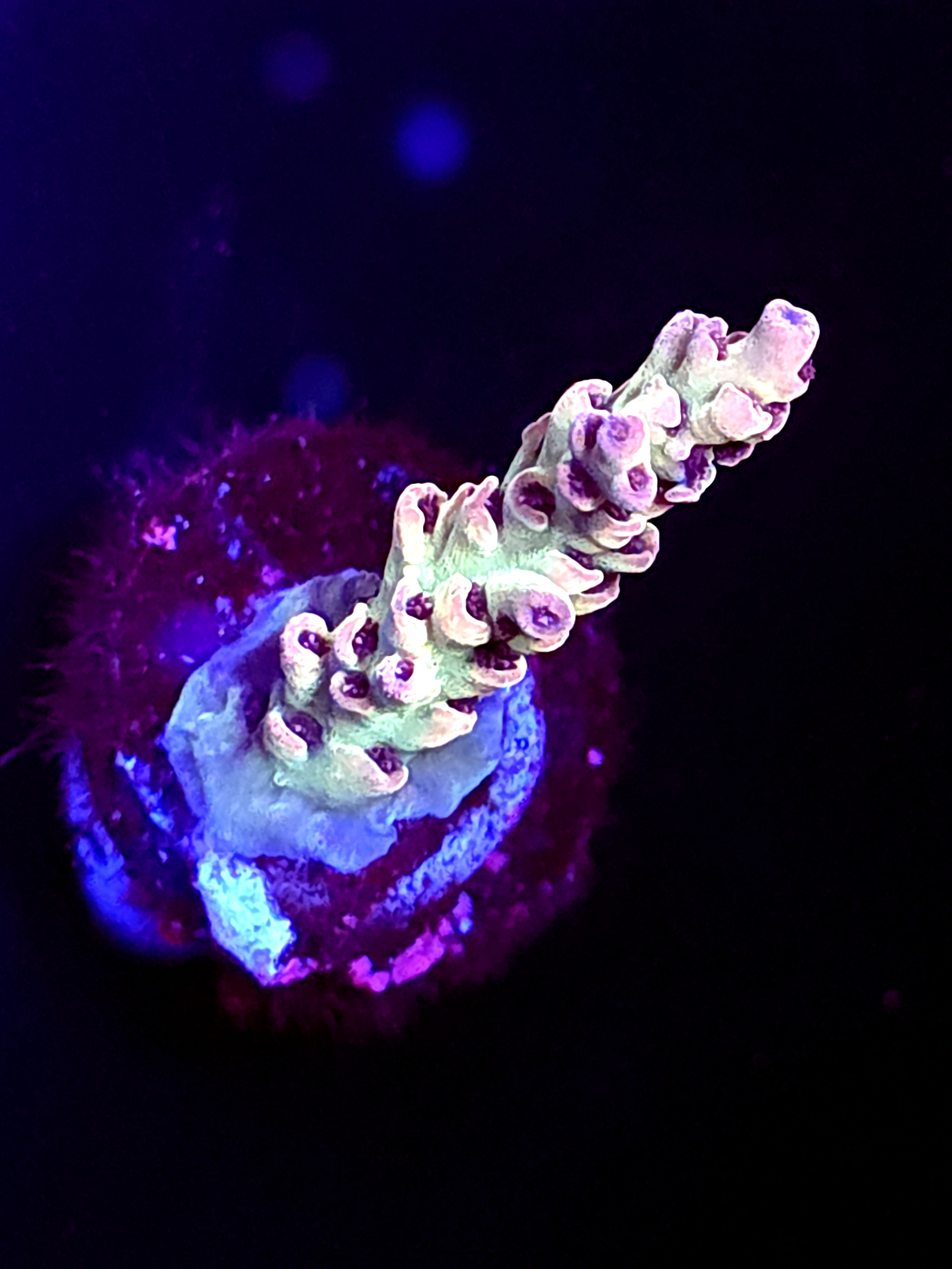 SBB "Frost Wave" Acro Medium Branch